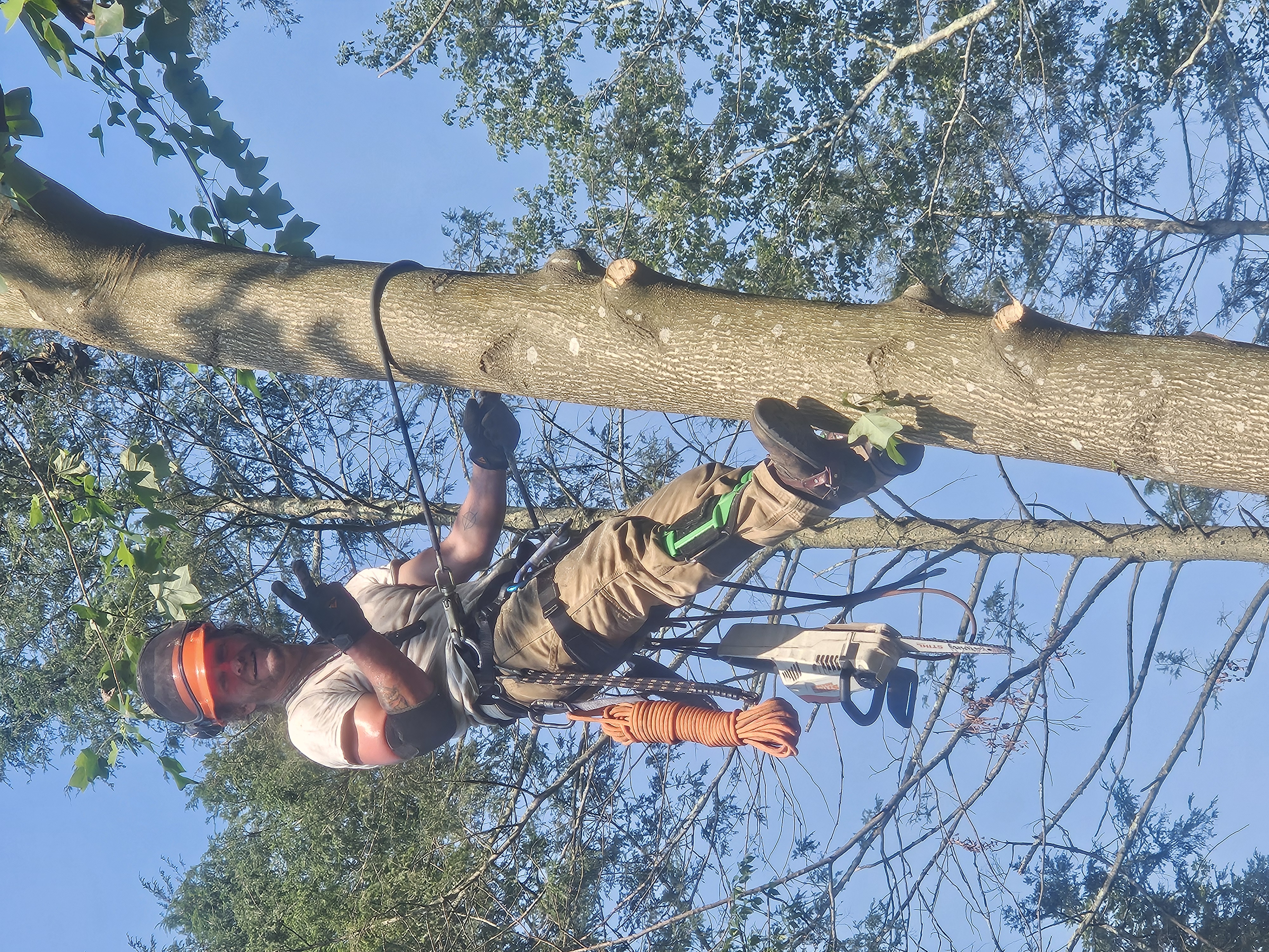 S an L tree service logo