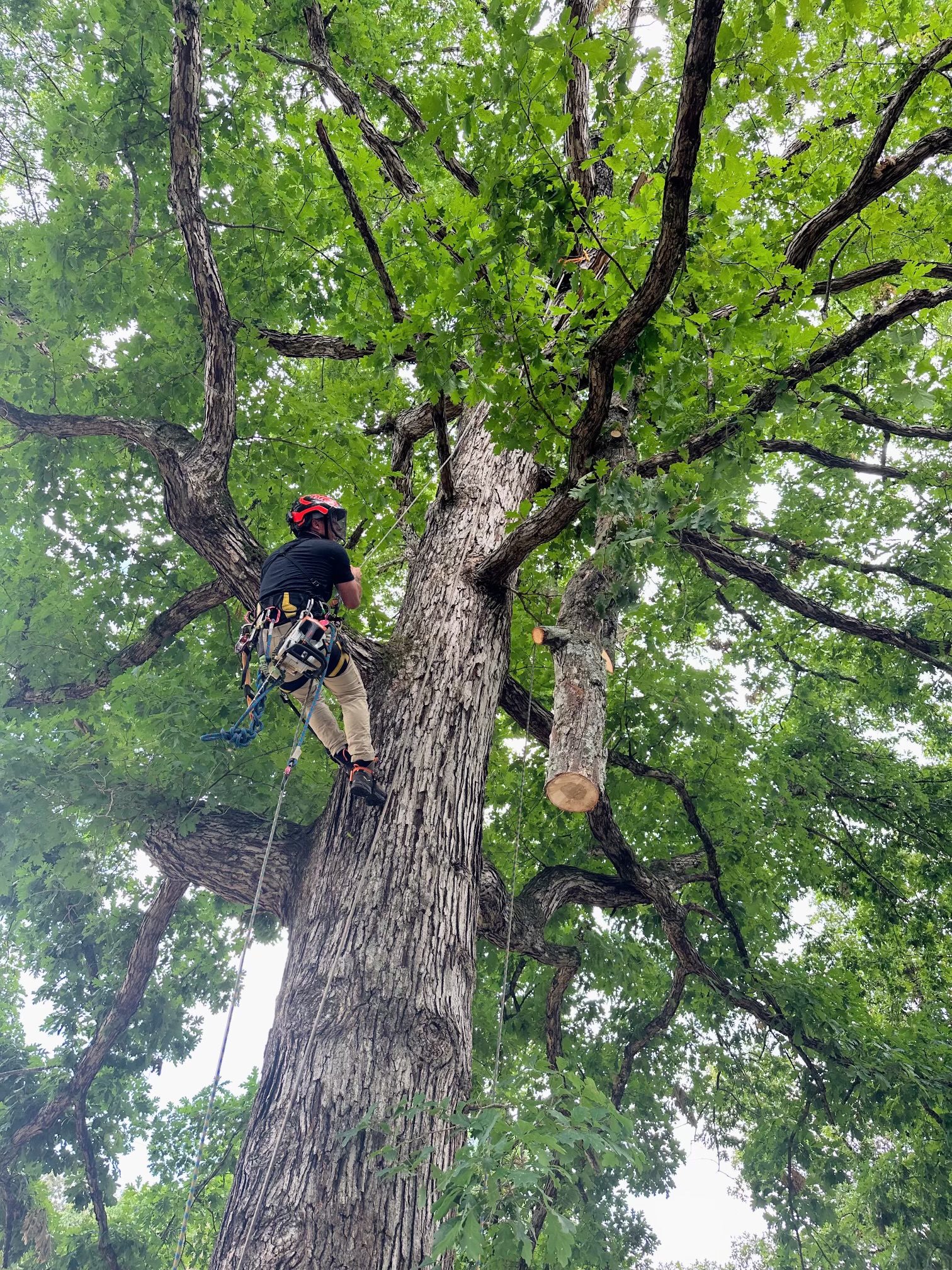 Mynatt's Tree care logo