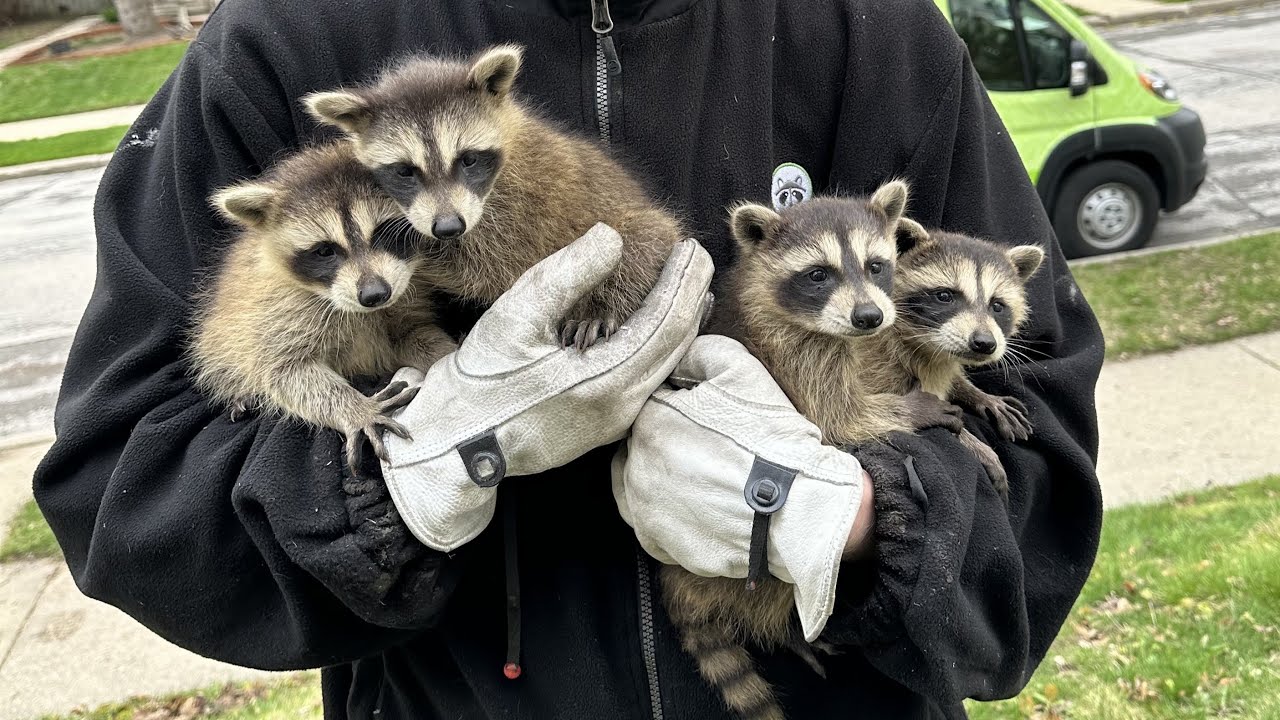 Western Washington Wildlife removal logo