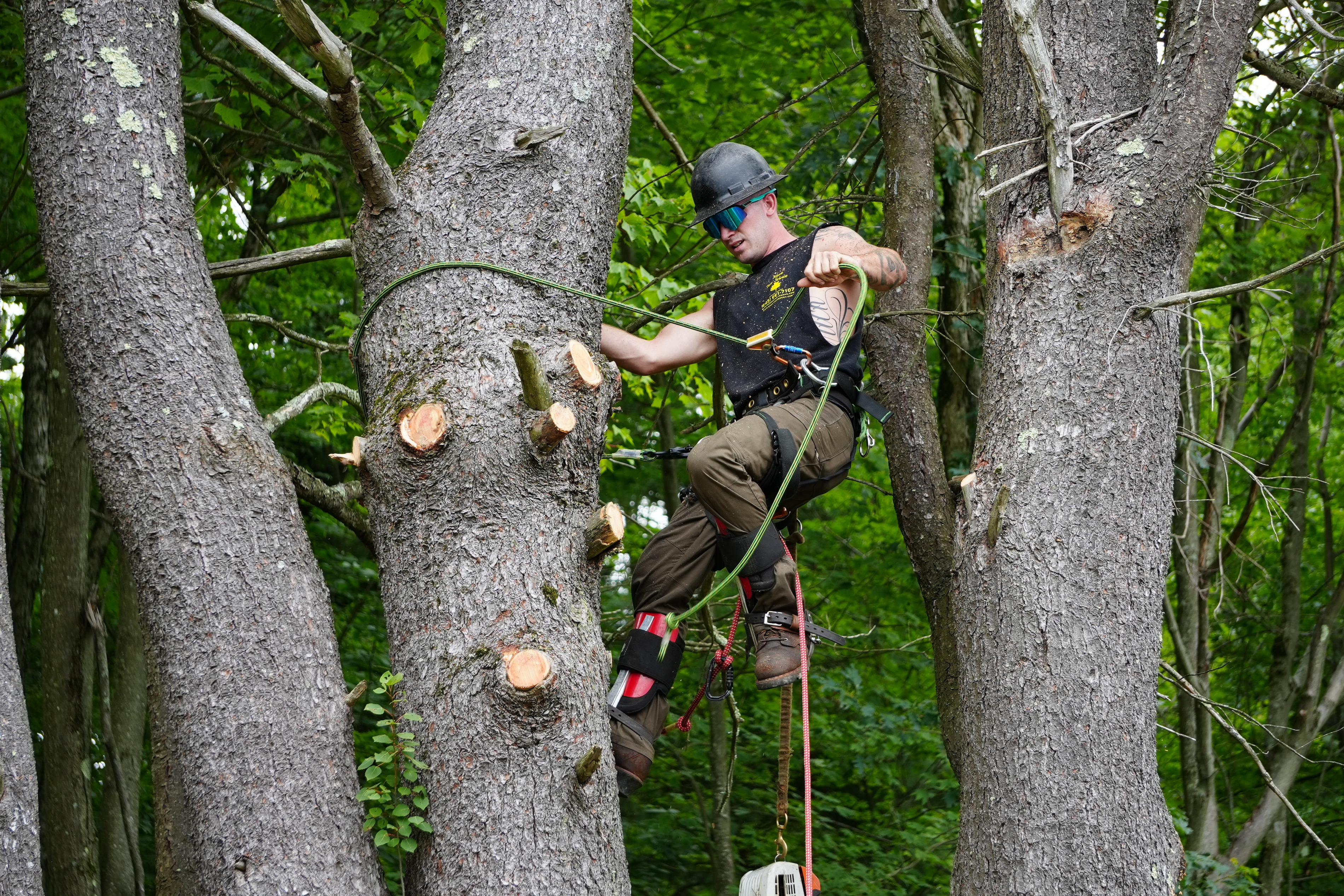 Mack Tree Service logo