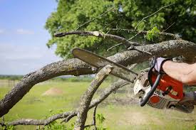 Andrew's tree care logo
