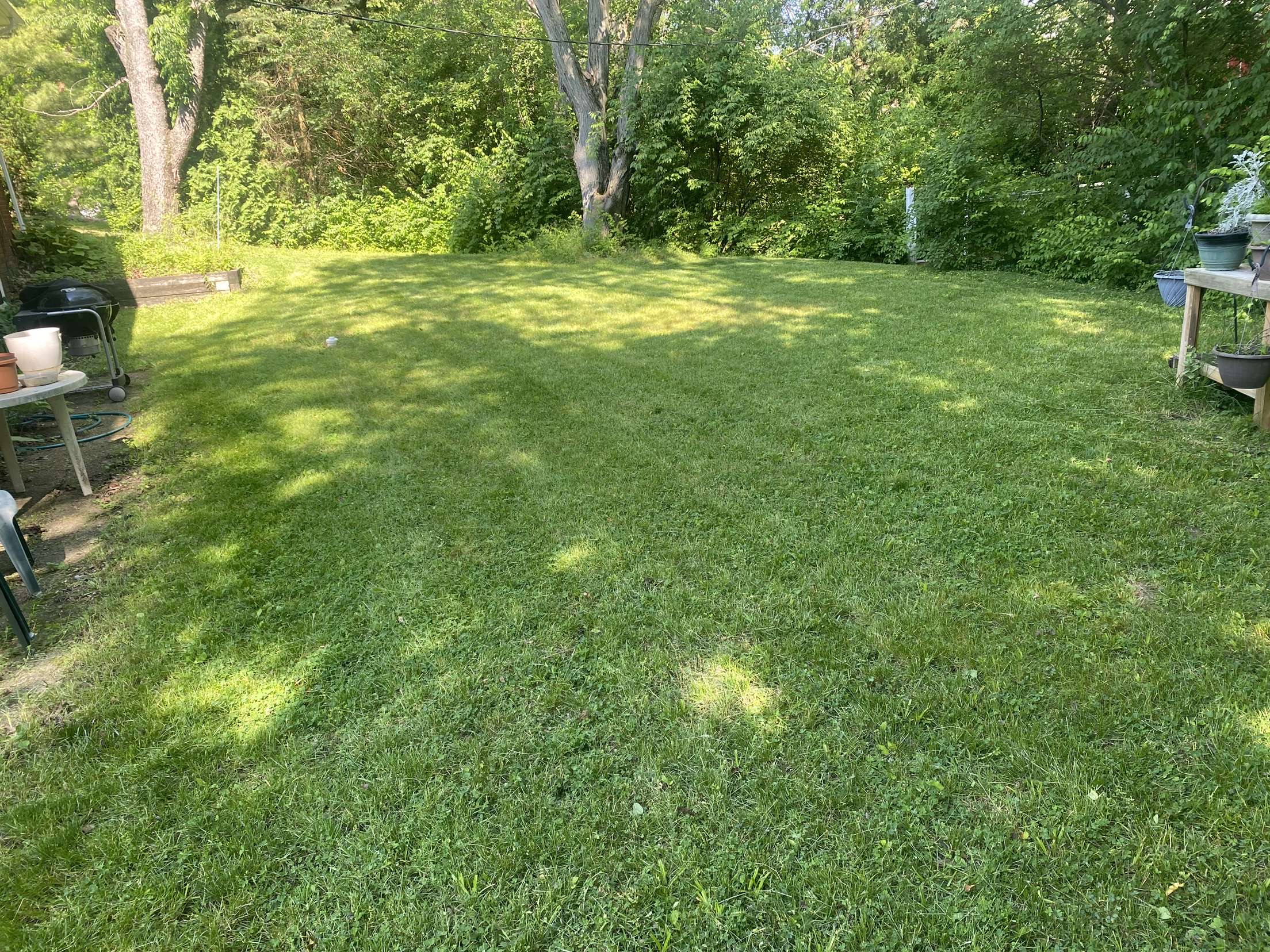 Easy Lawn Care logo