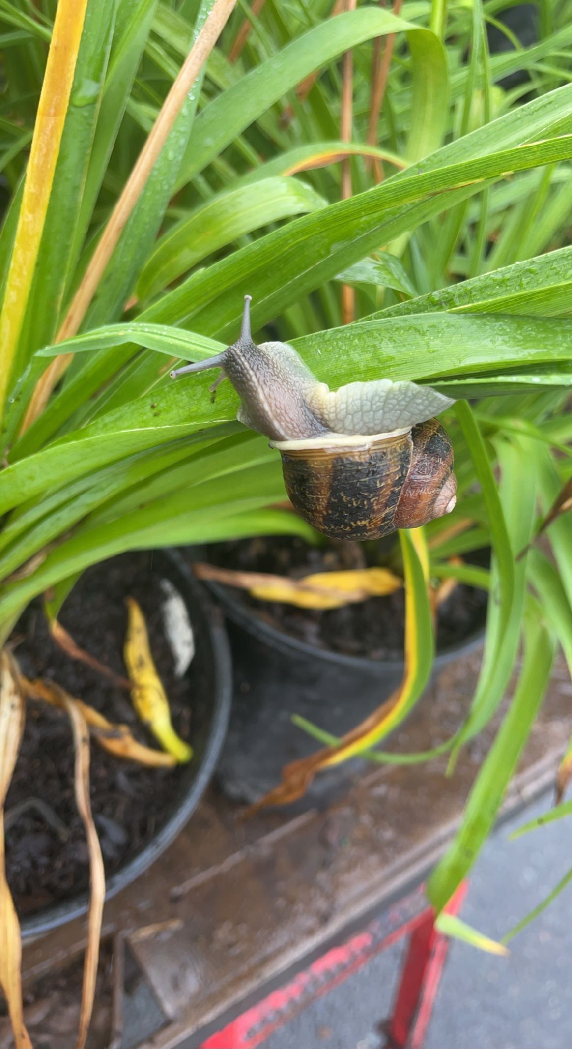 Avatar for RB Prestige