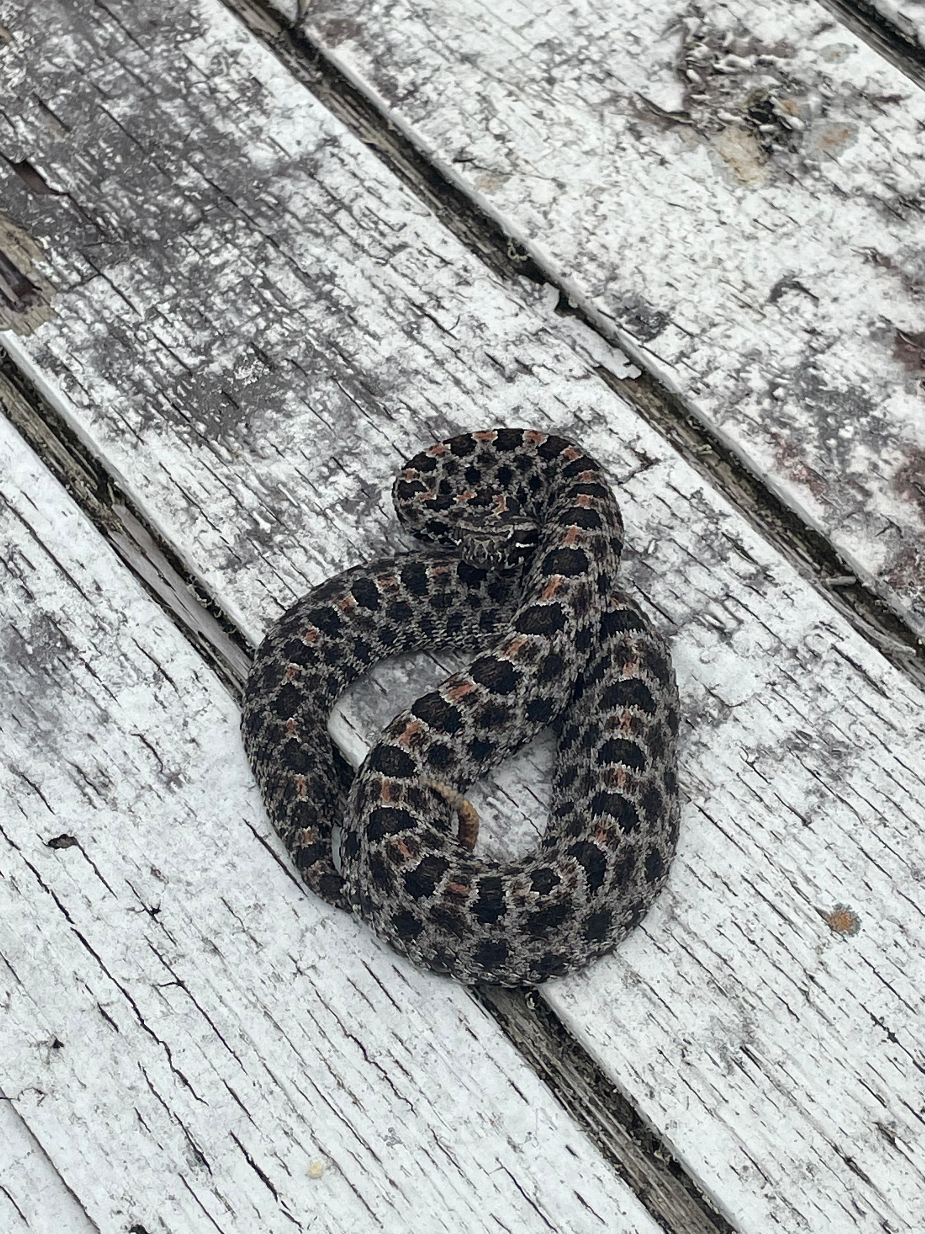 Nate’s wildlife logo