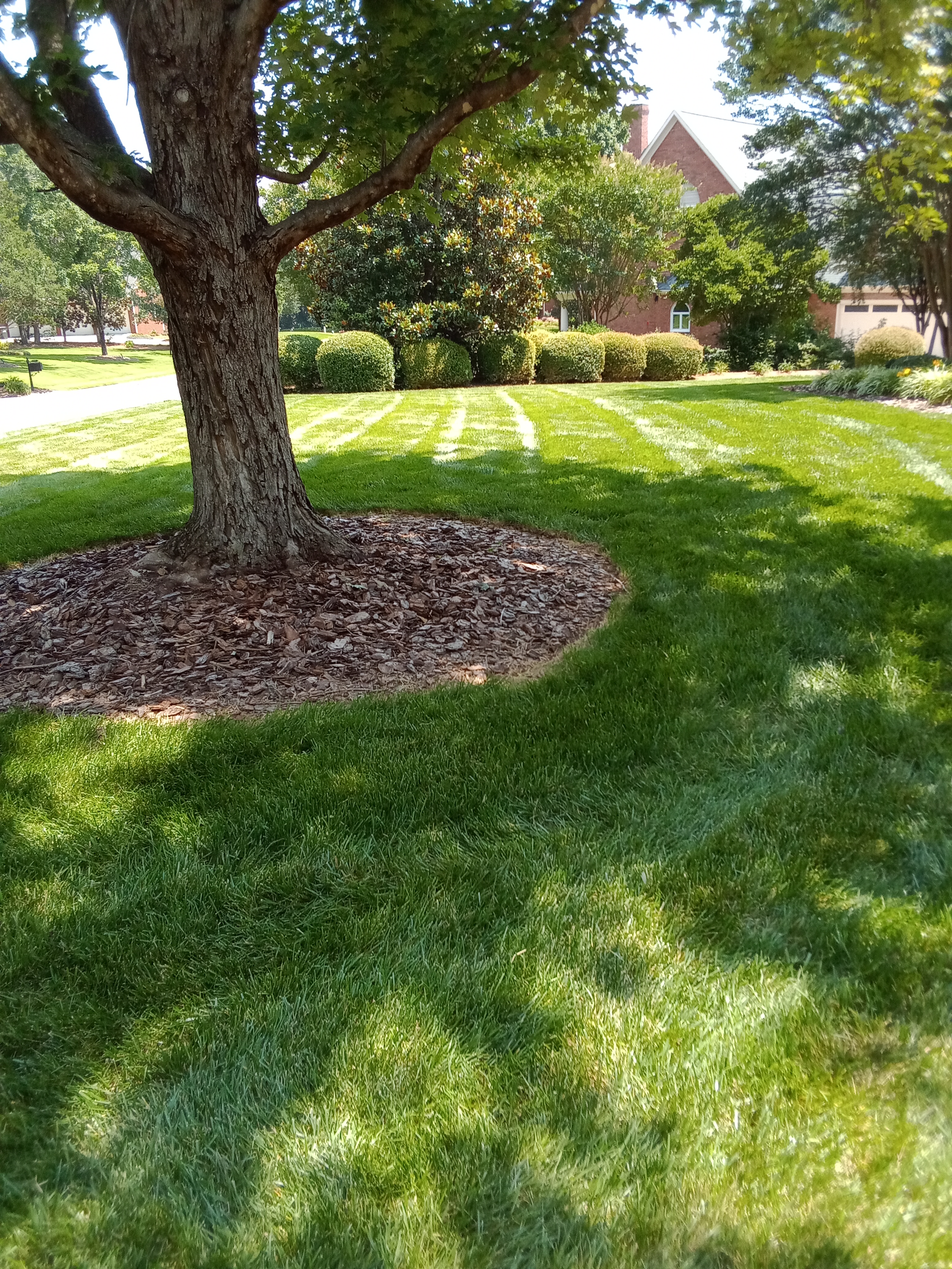 L&m tree service llc logo