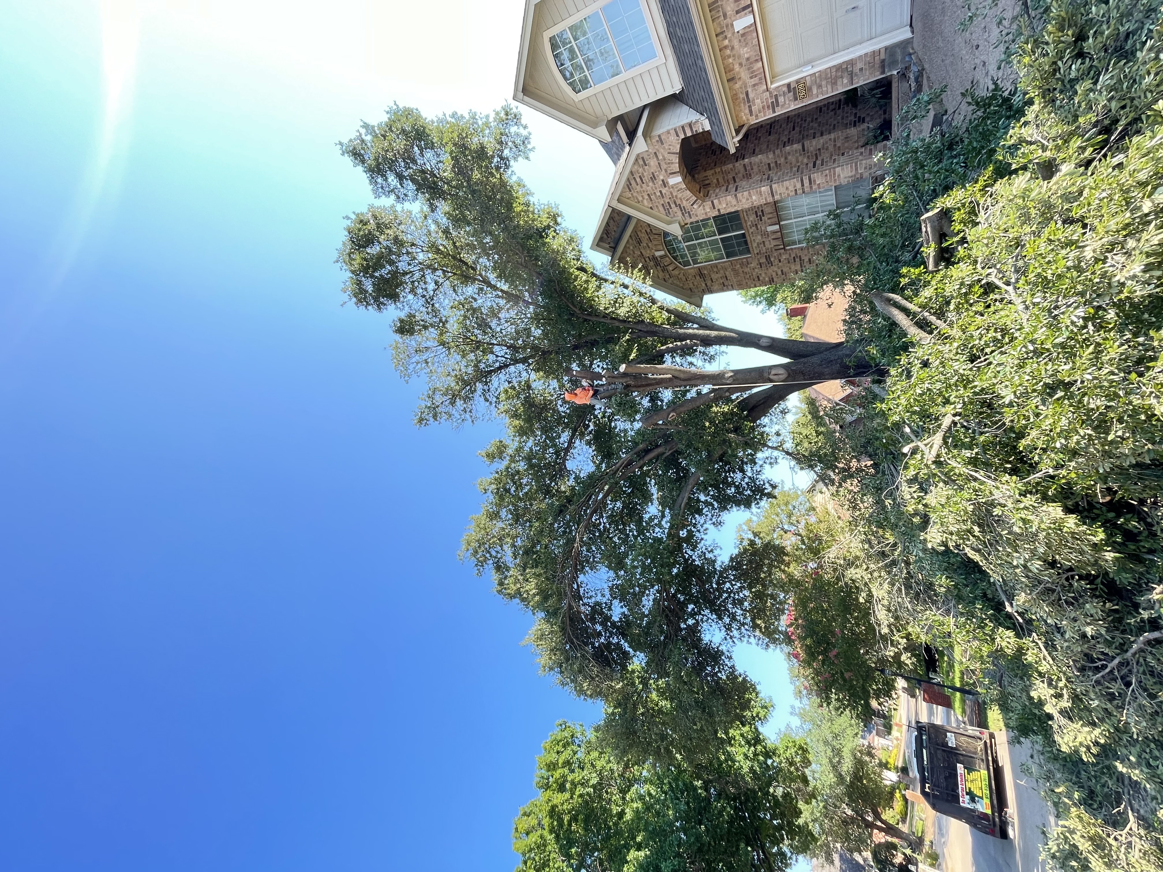 Ladis Tree Service logo