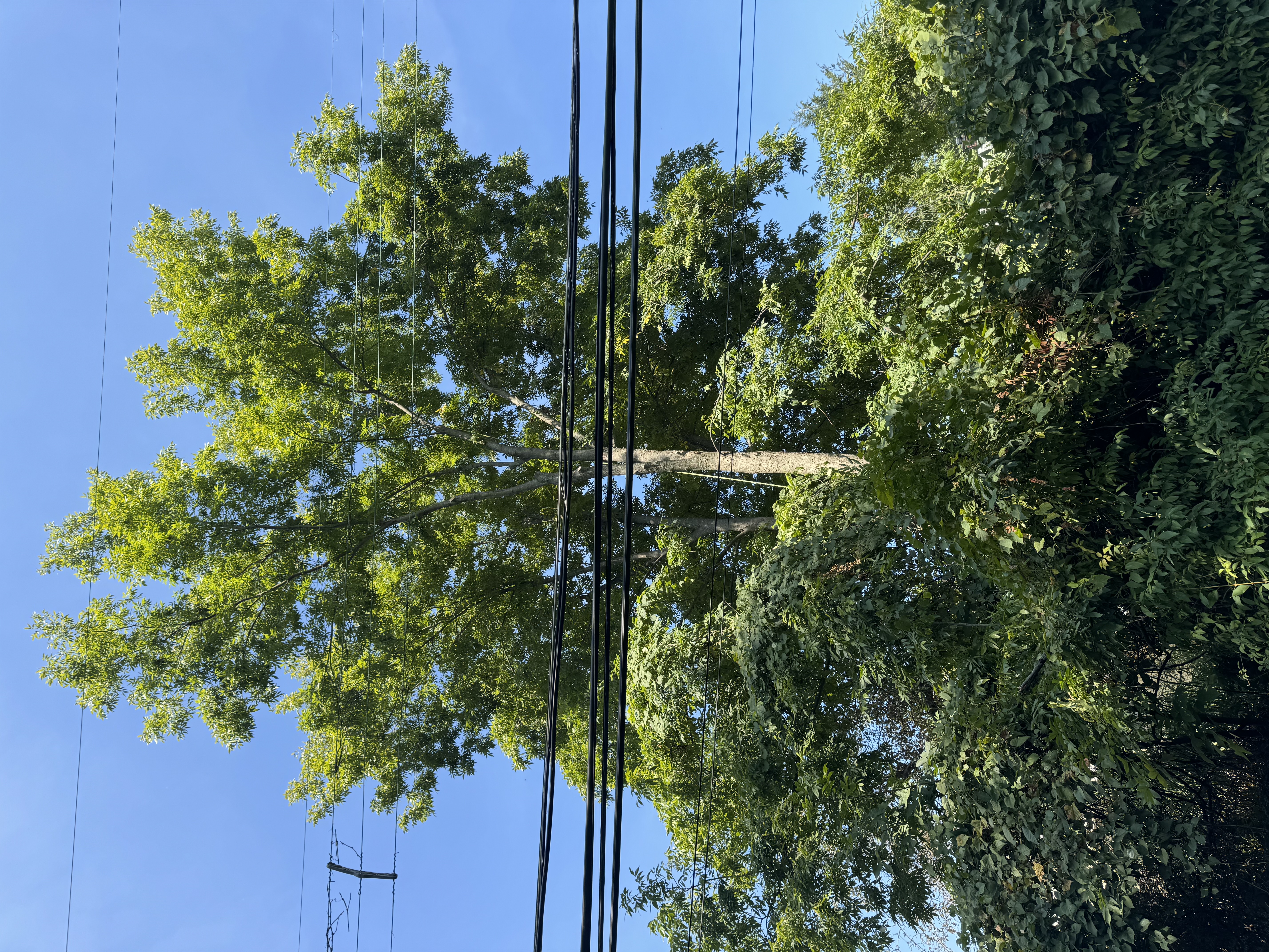 Old hickory tree service logo