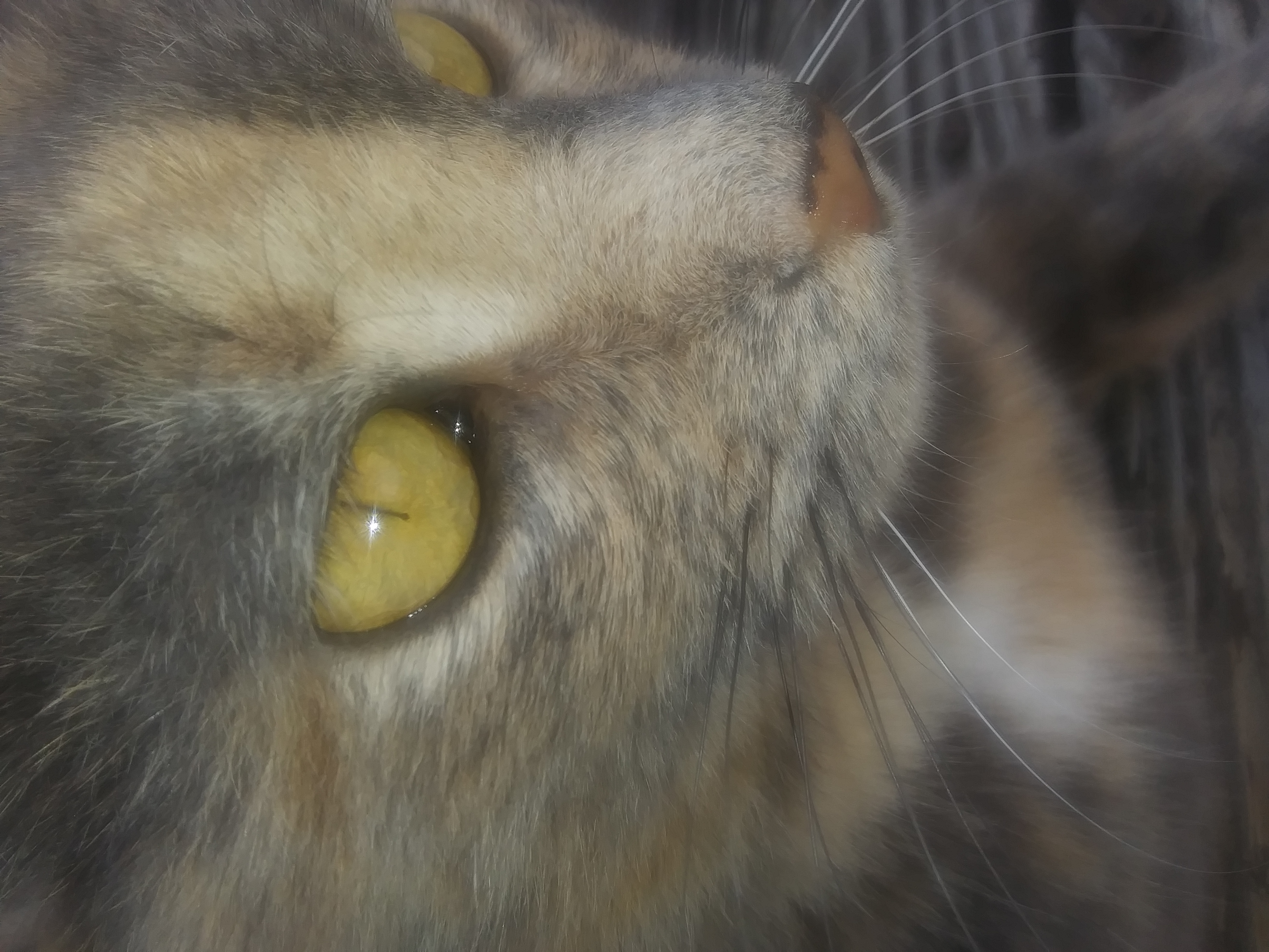 Catlove logo