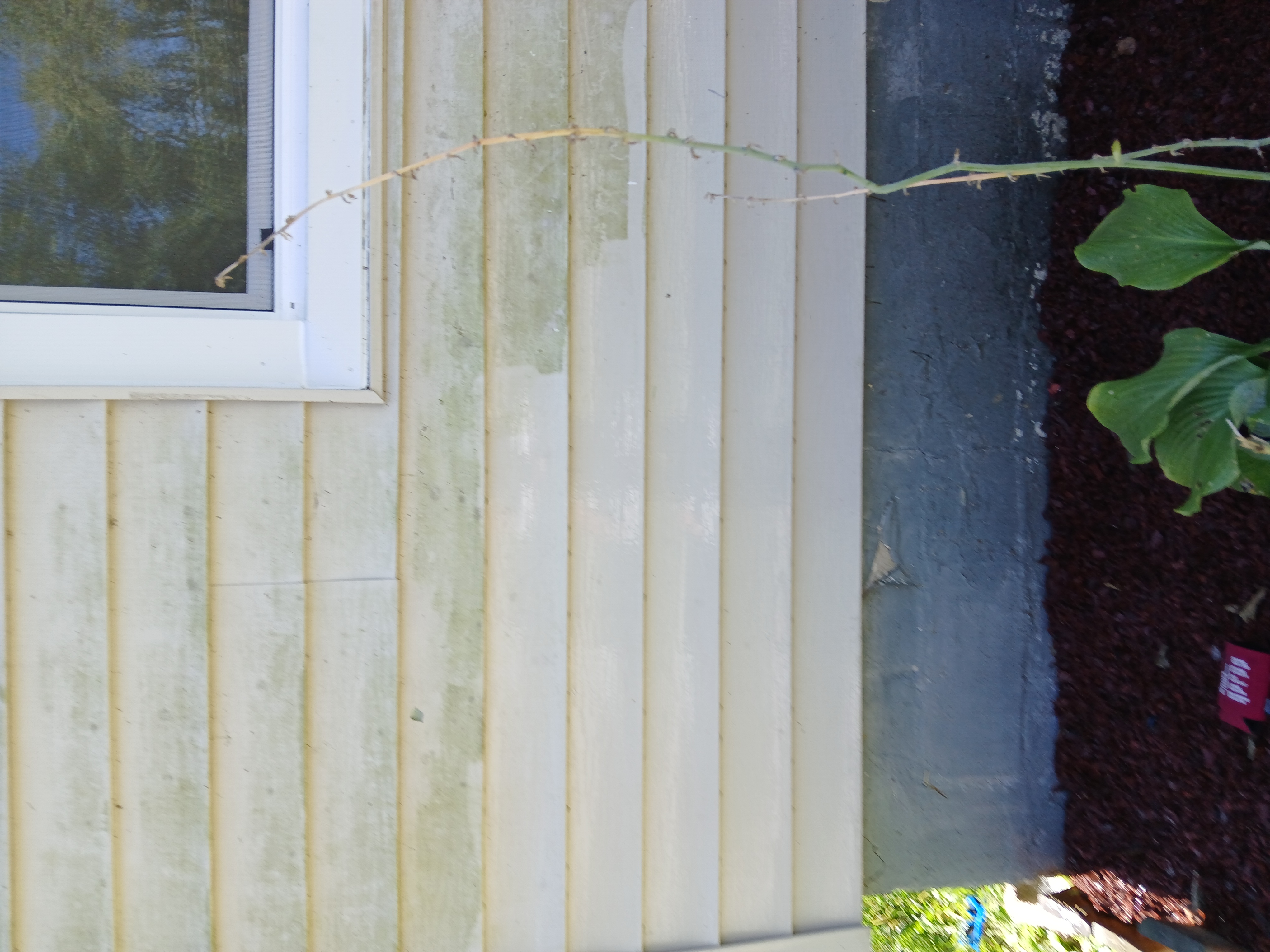 Avatar for RABBITS PRESSURE WASHING