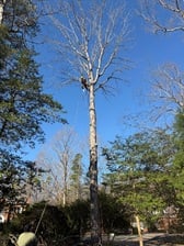 Avatar for Fauricio Tree Service