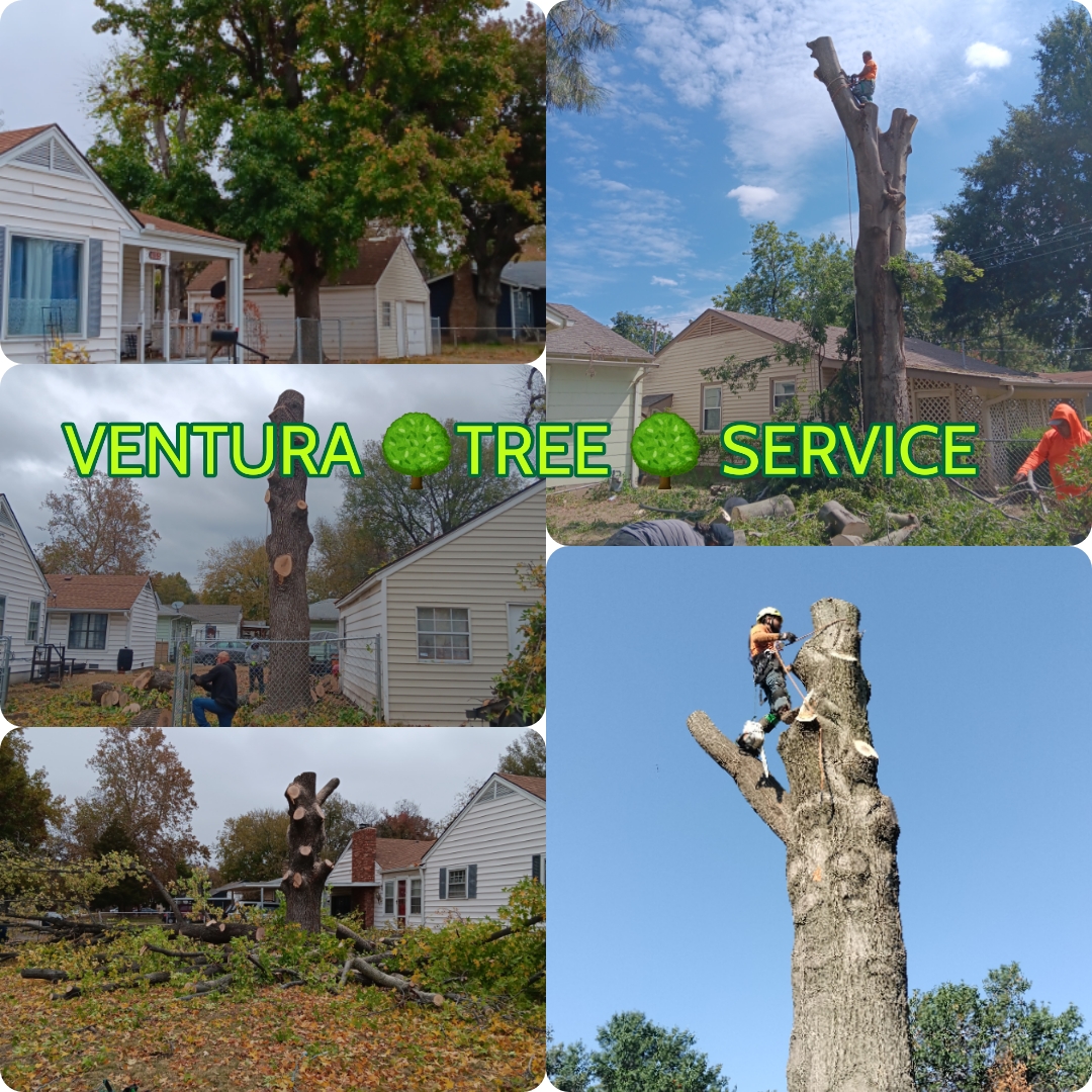 VENTURA TREE SERVICE logo