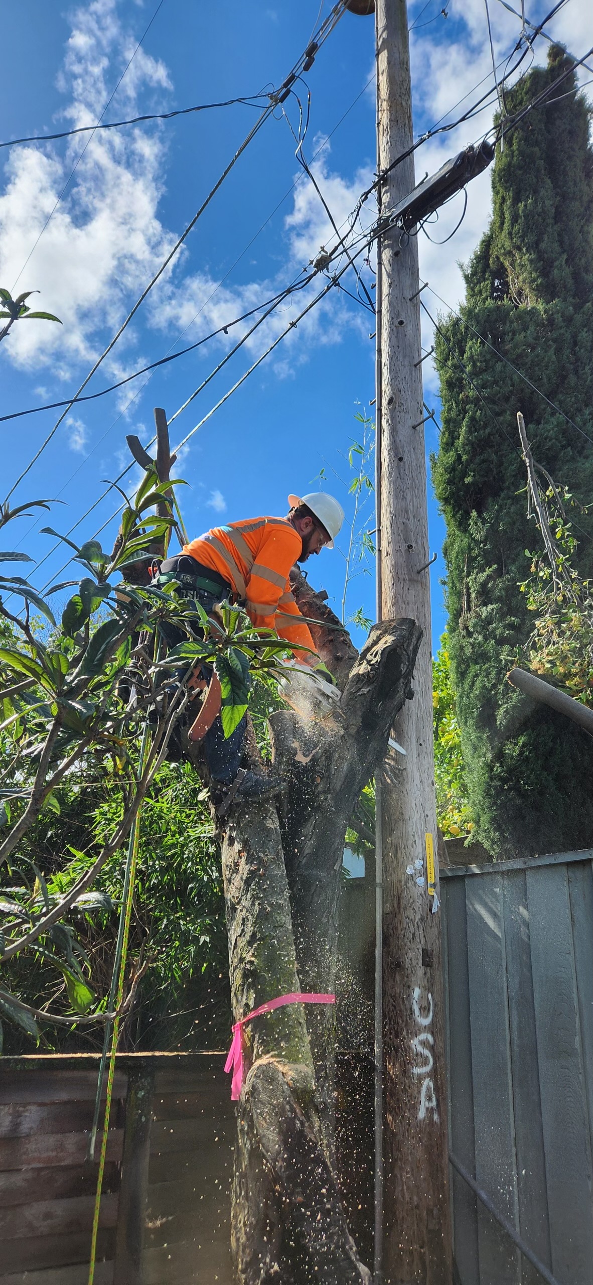 Central Valley tree care logo