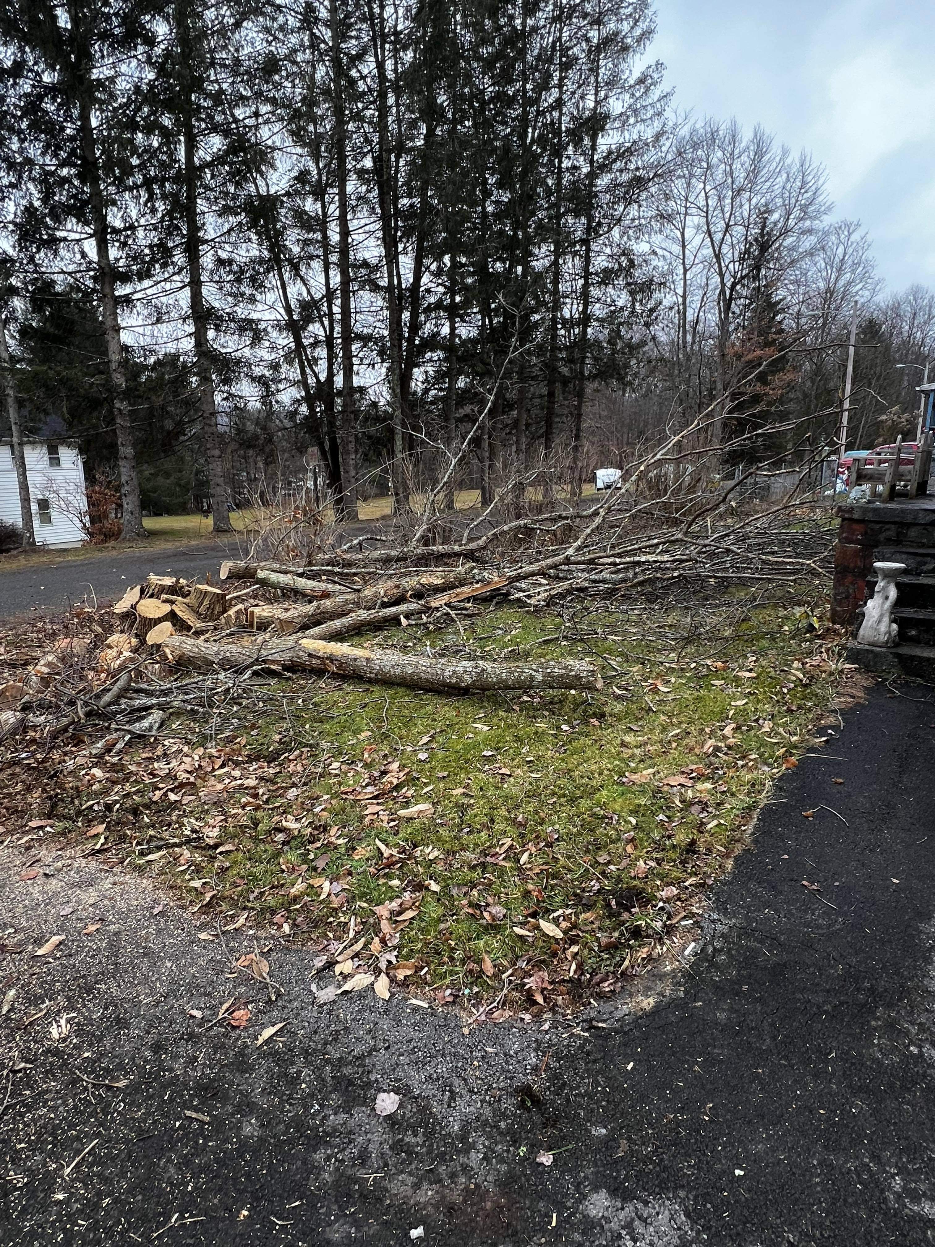 Adens tree service logo