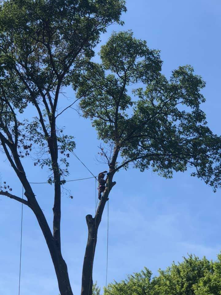 Kettermans tree service logo