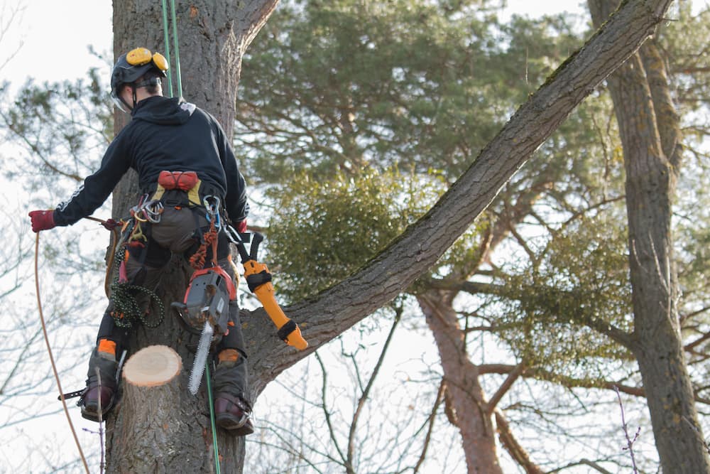 K&N tree service logo