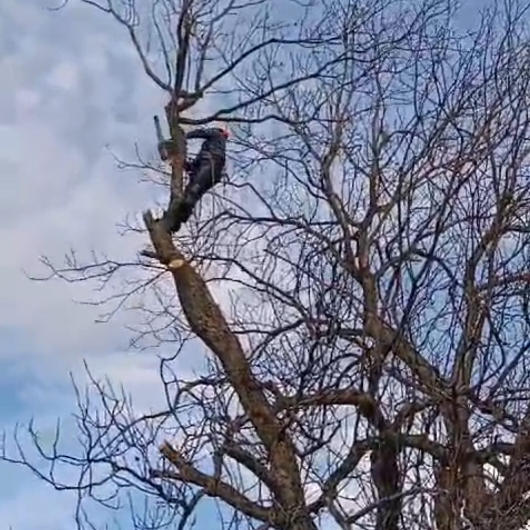 Avatar for Fuentes Tree Service