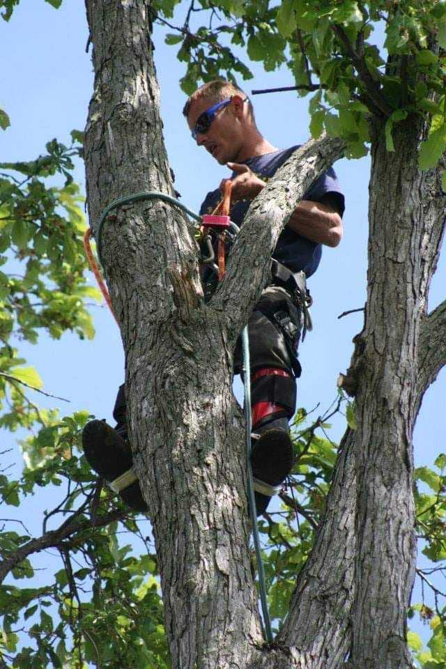 Pickle Tree Property & Maintenance LLC logo