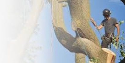Alpha tree service logo
