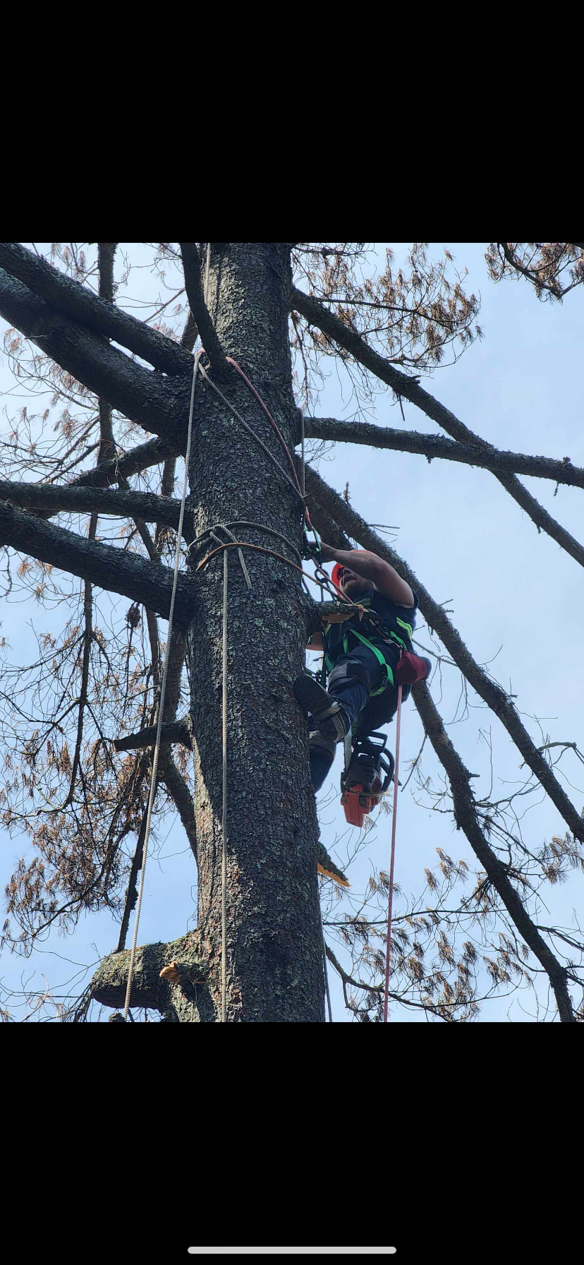 Sizemore Landscaping & Tree Removal LLC logo