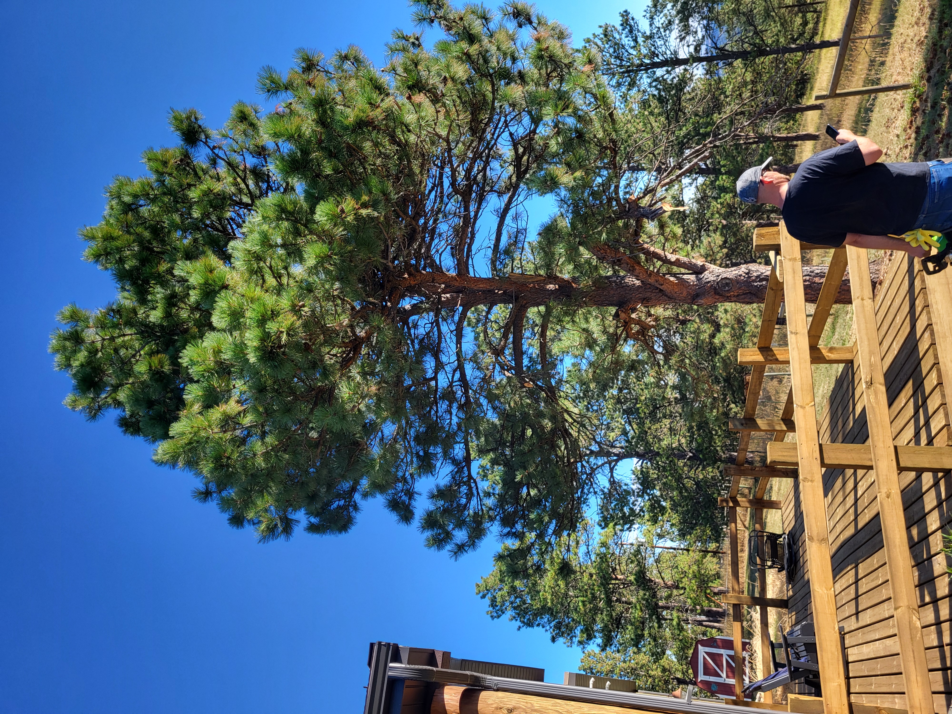 A&R tree service logo