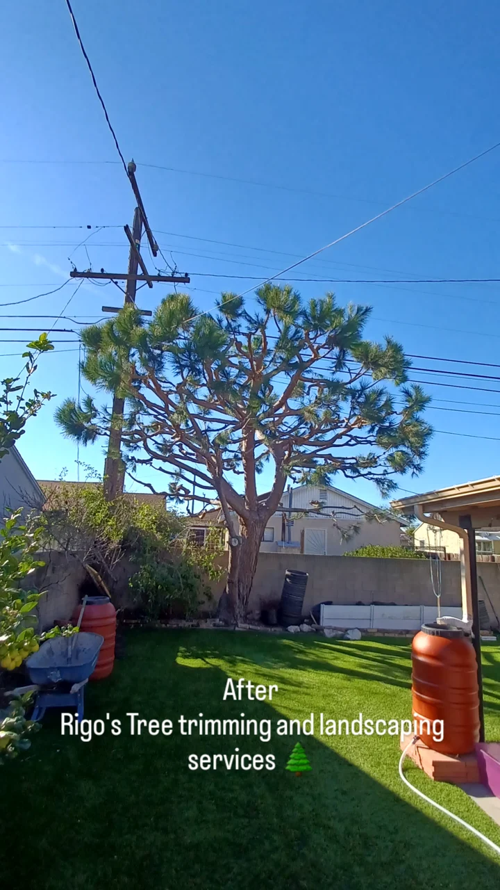 Avatar for Rigoberto