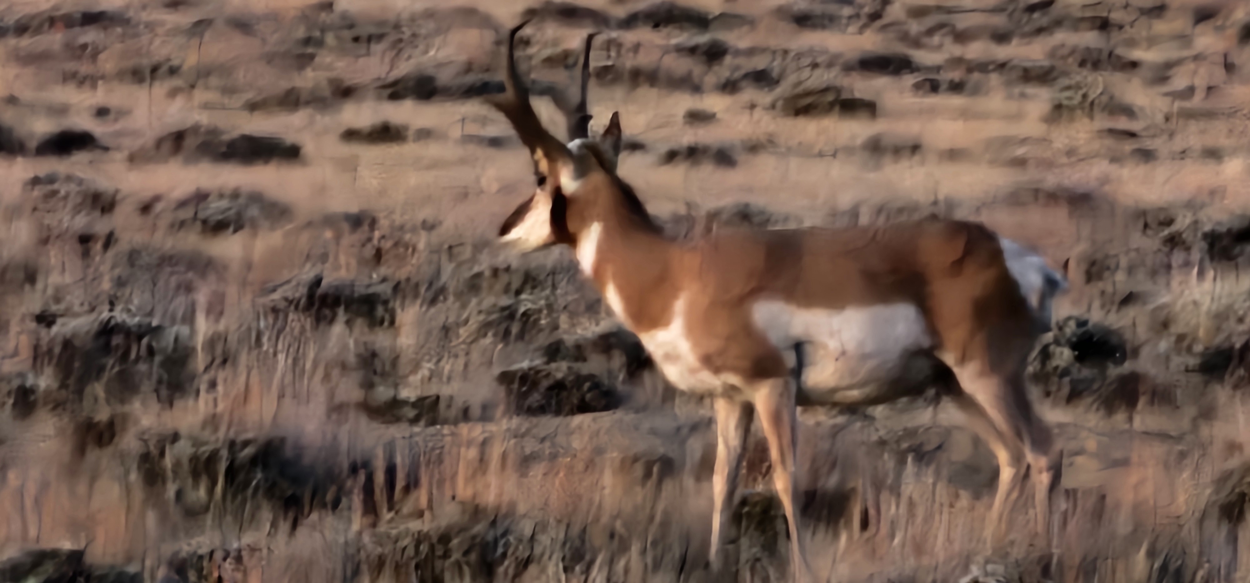 Avatar for Skidsteer worker's