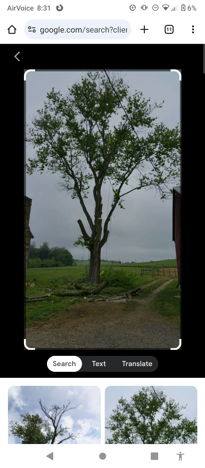 D2 Dutch tree service logo