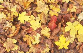 Benito's Leaf Removal logo
