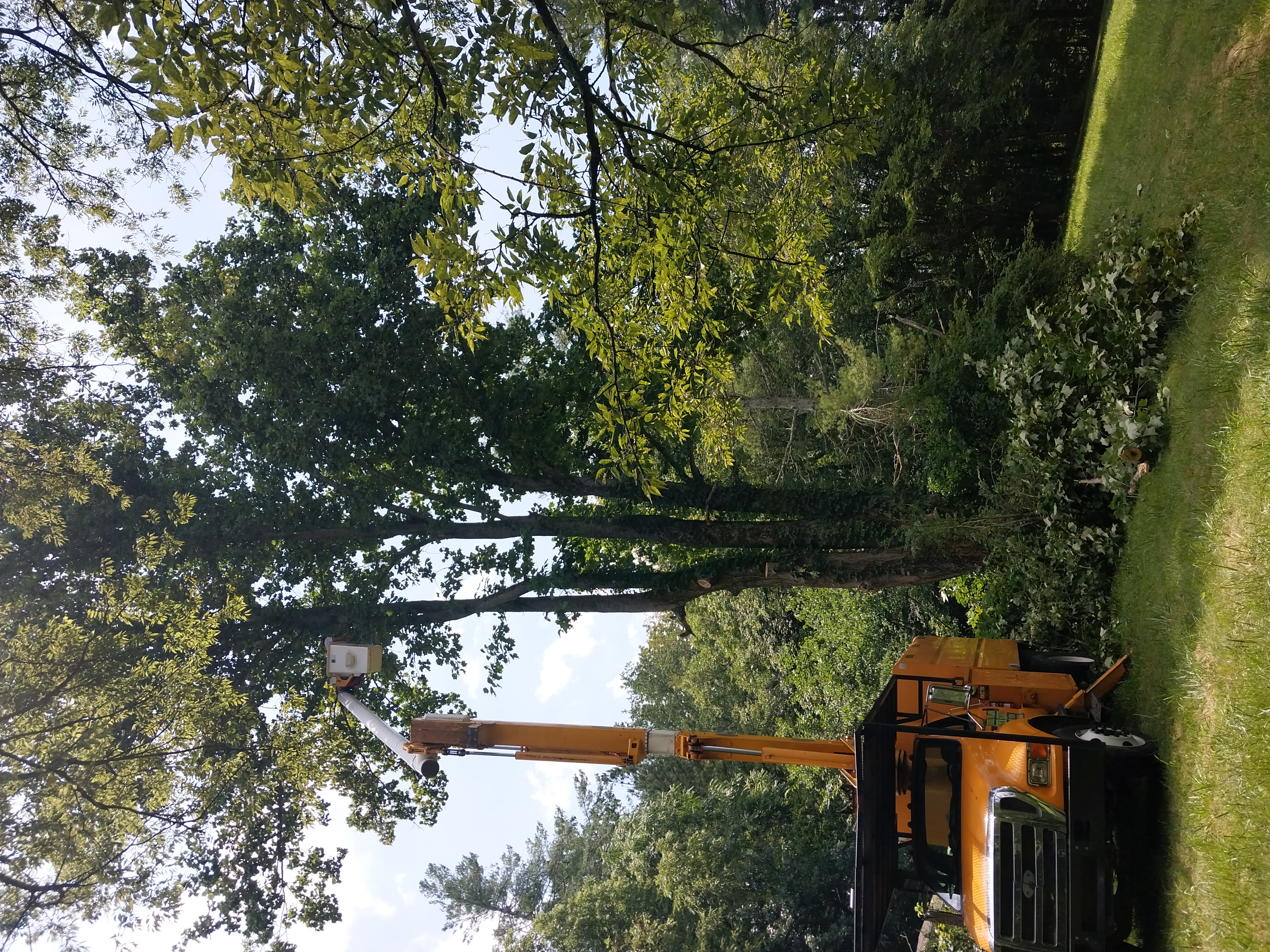 Jimmie Rowland Tree Service logo