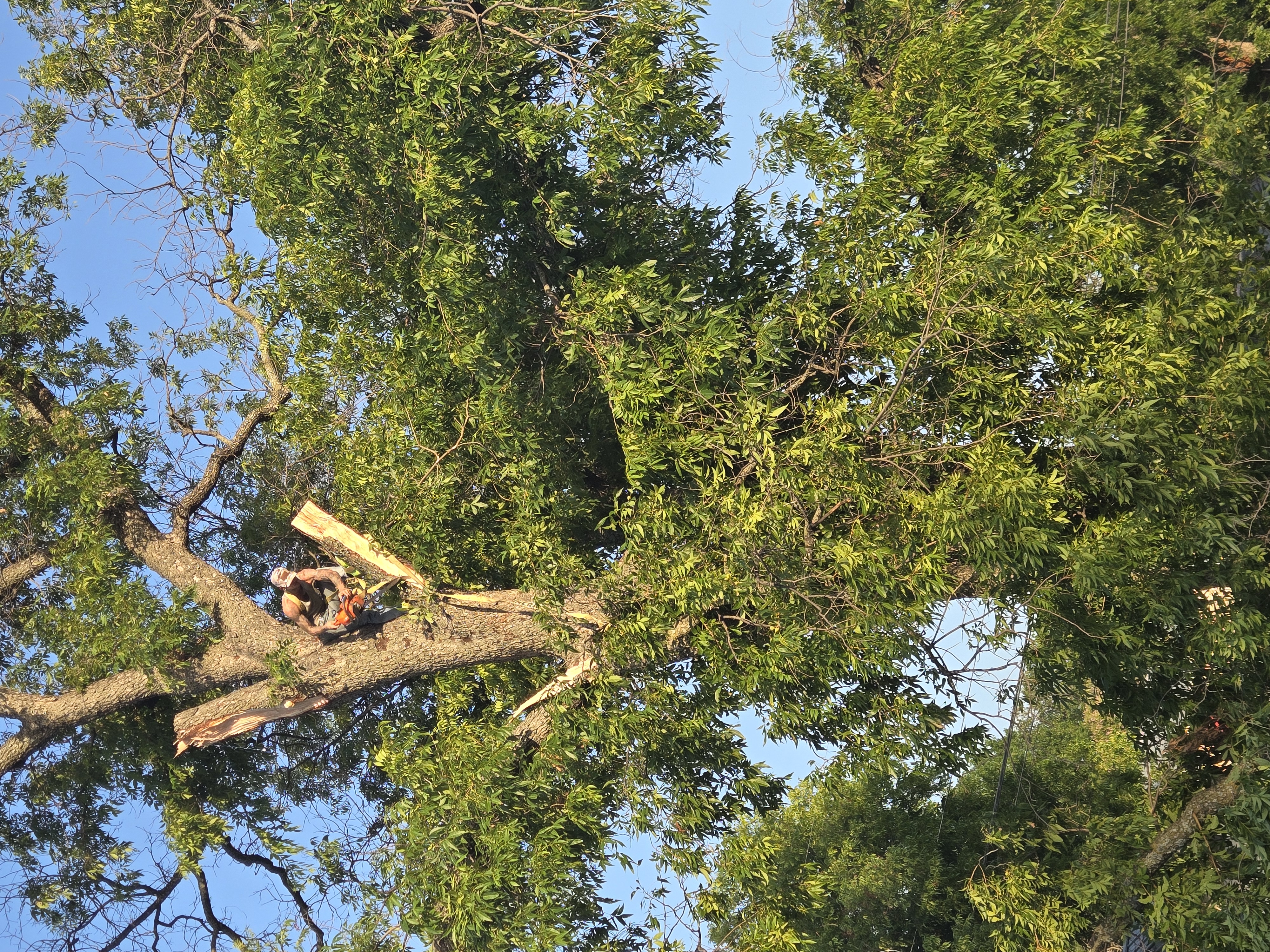 A1 handy man lawn or tree service logo