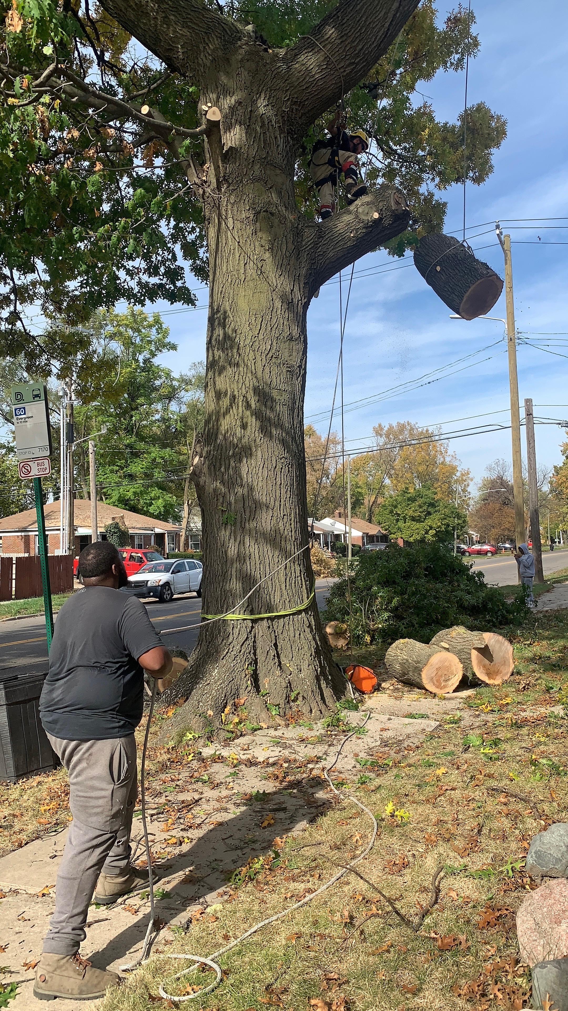 Pristine tree and lawn service logo