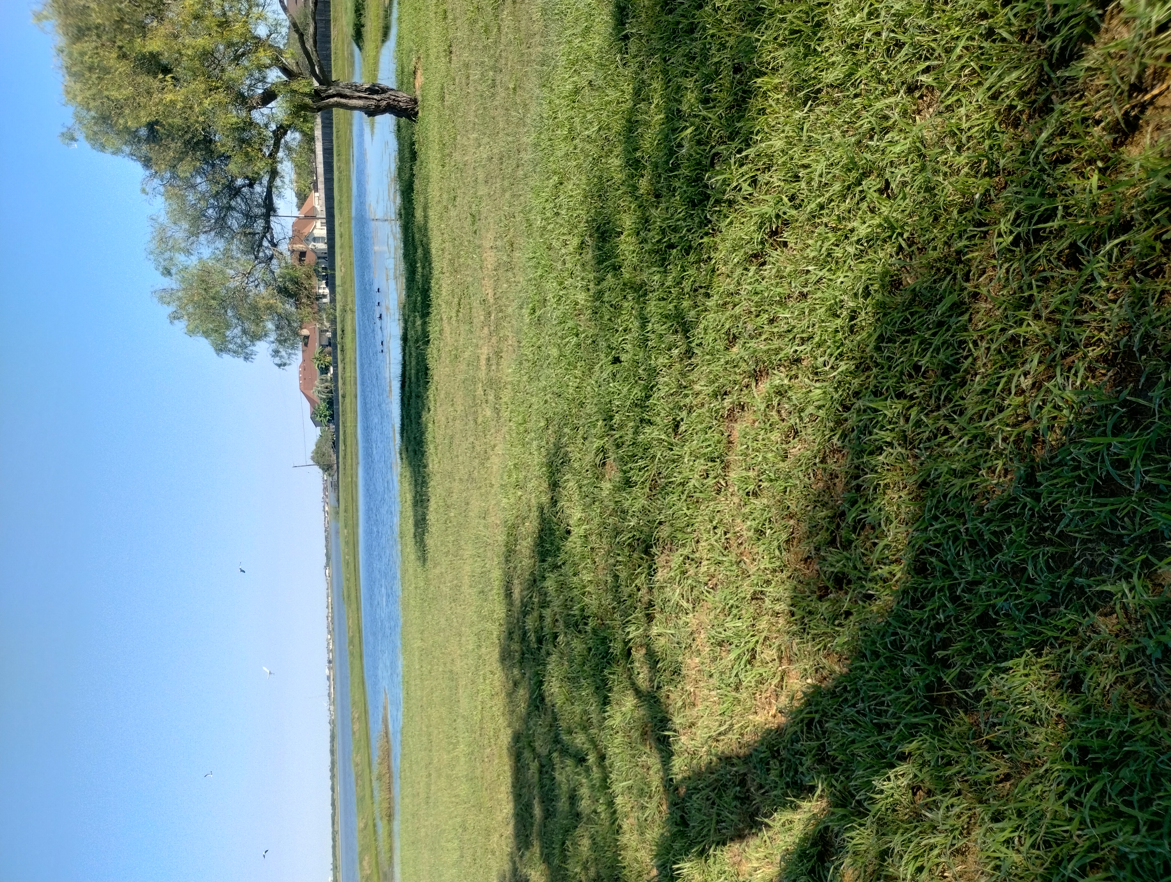 Sunrise Lawn Care logo