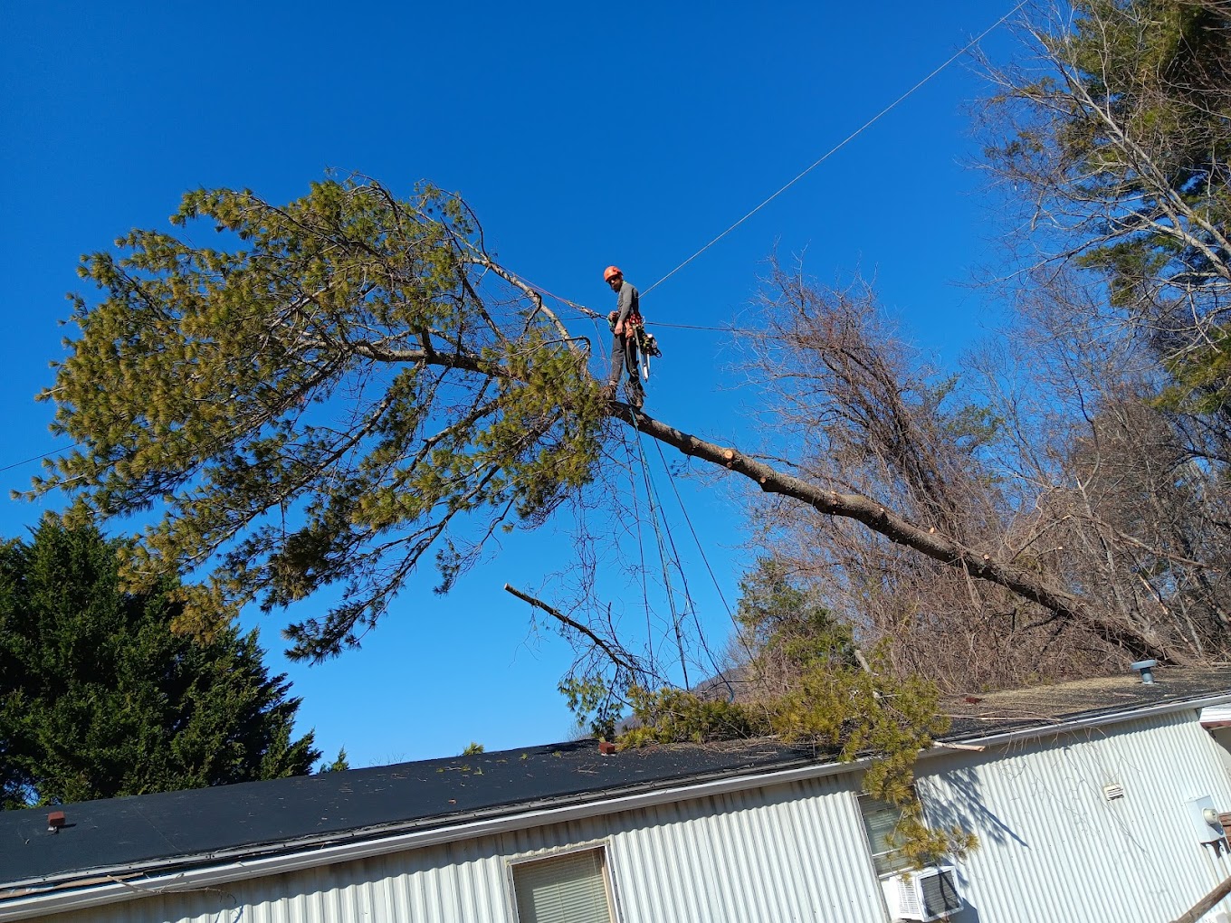 Avatar for RAM Tree Service LLC