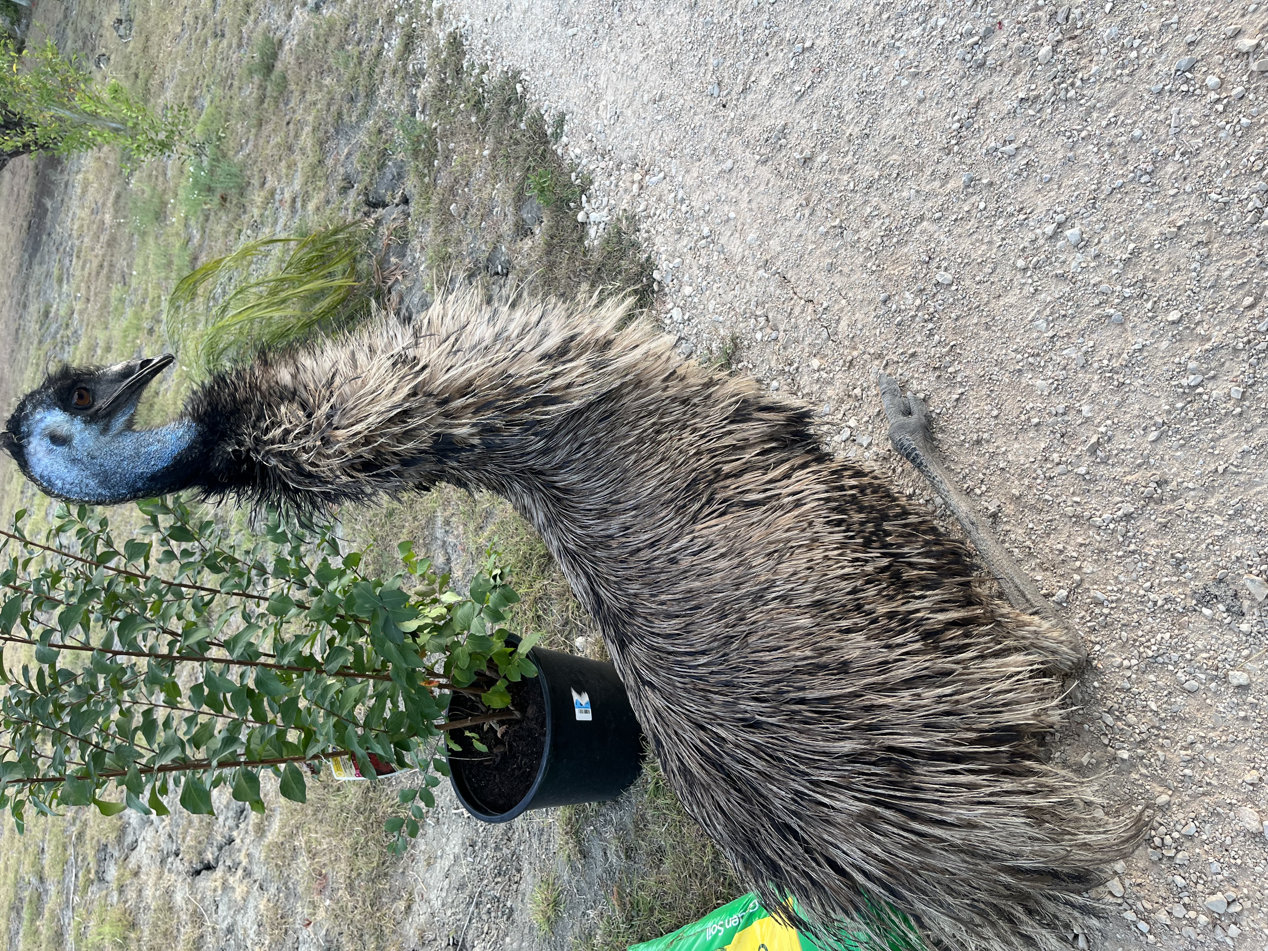 Avatar for Emus Landscaping services