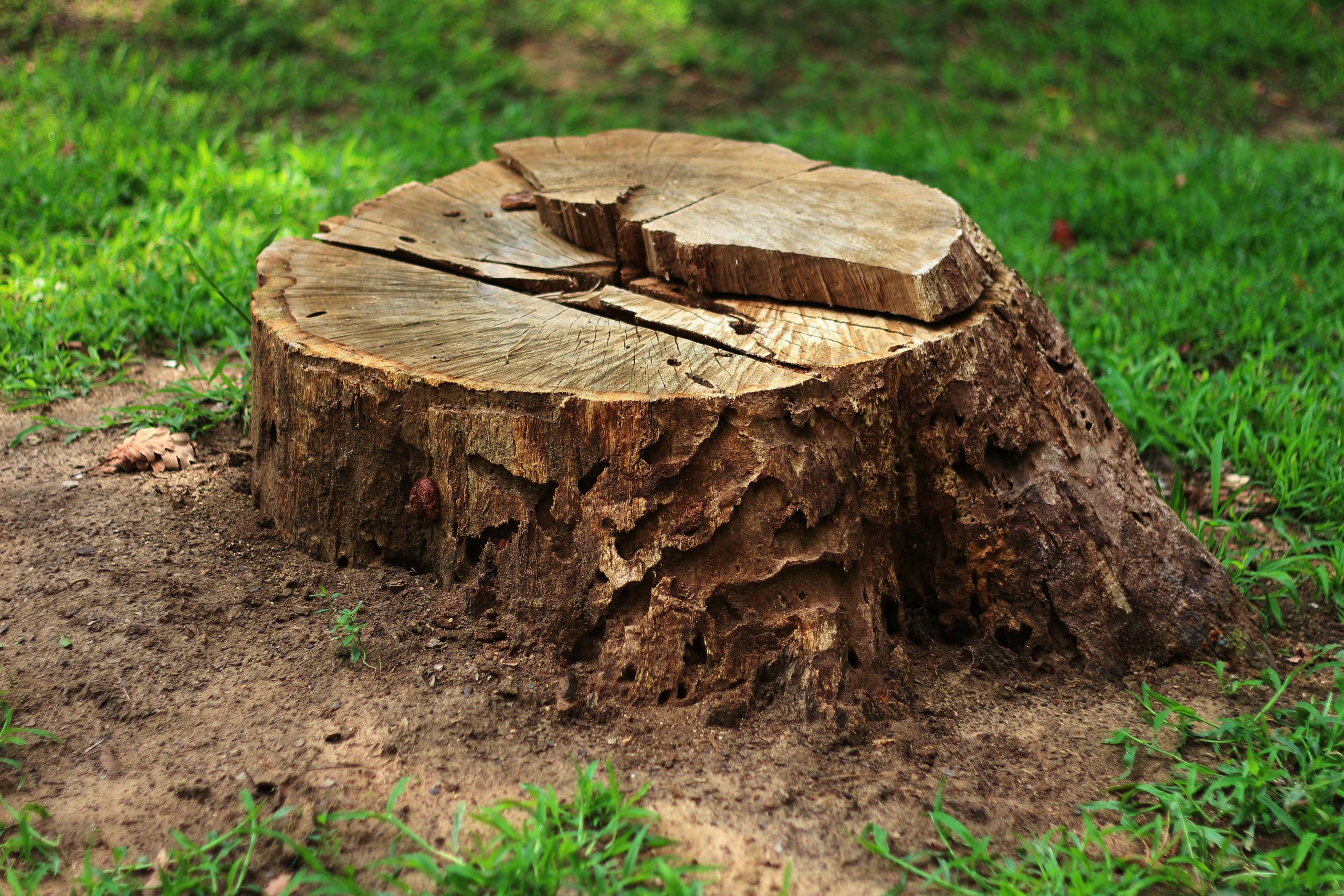 Avatar for A-140 stump grinding