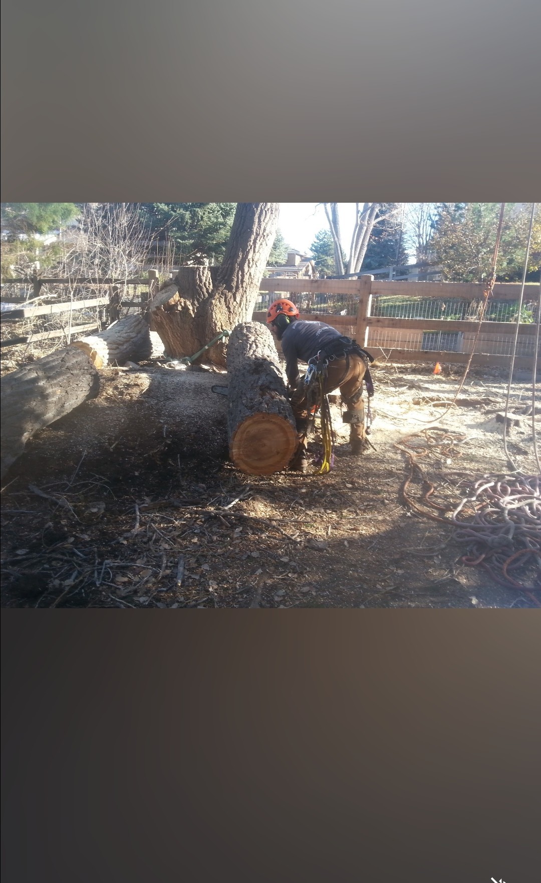 Avatar for Metro mulchers