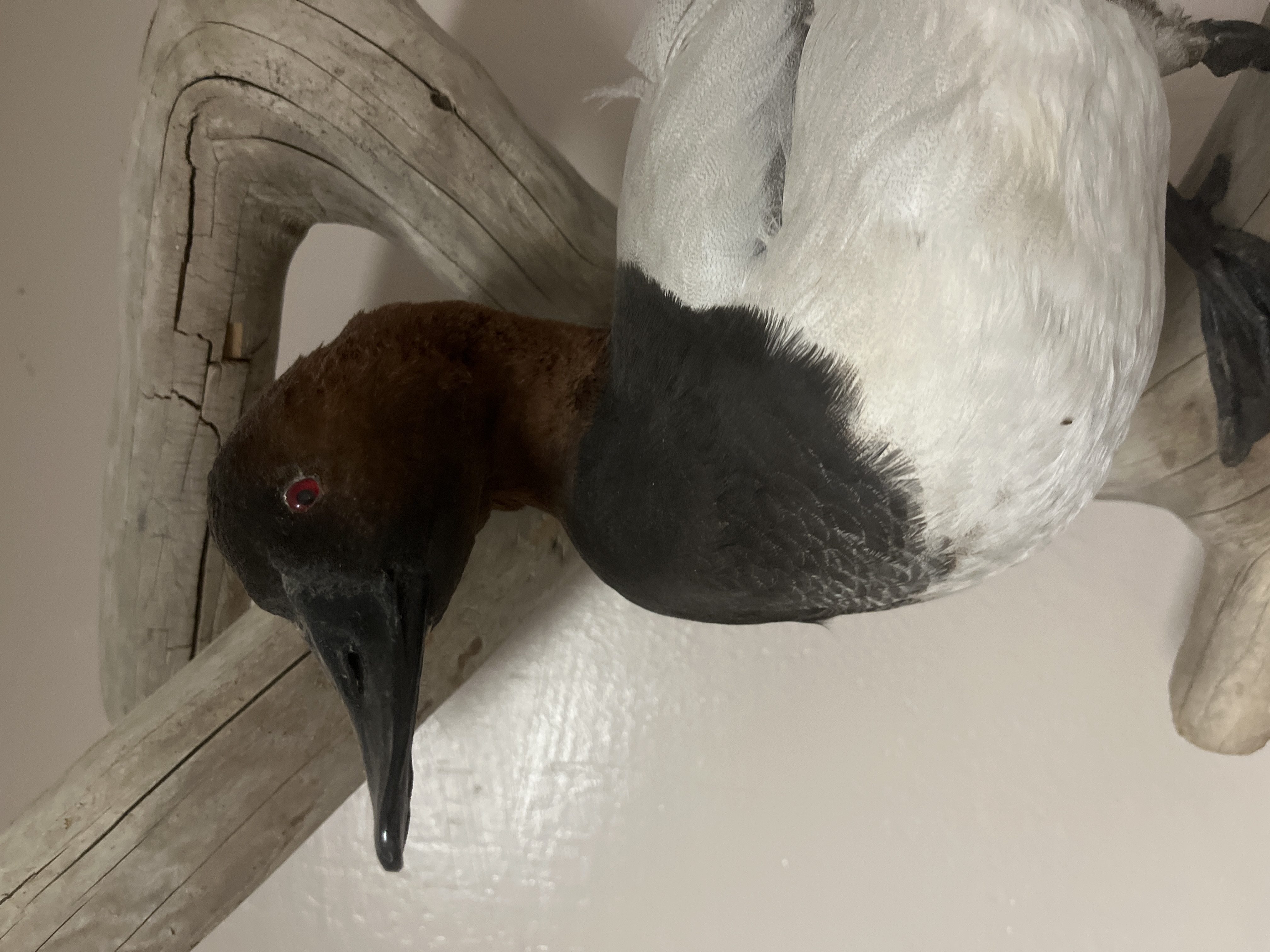 Avatar for All Fenced In