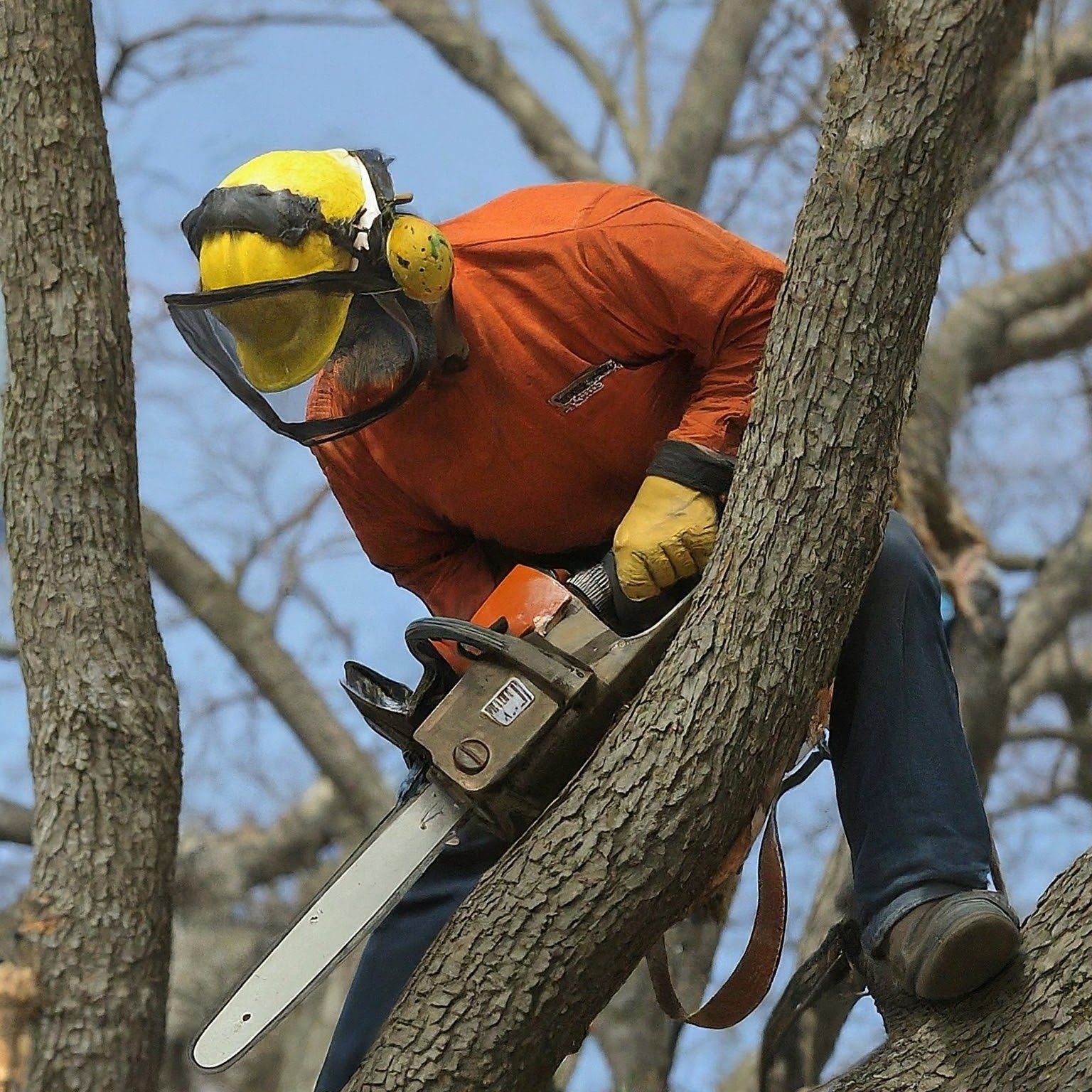 dentons tree pruning logo
