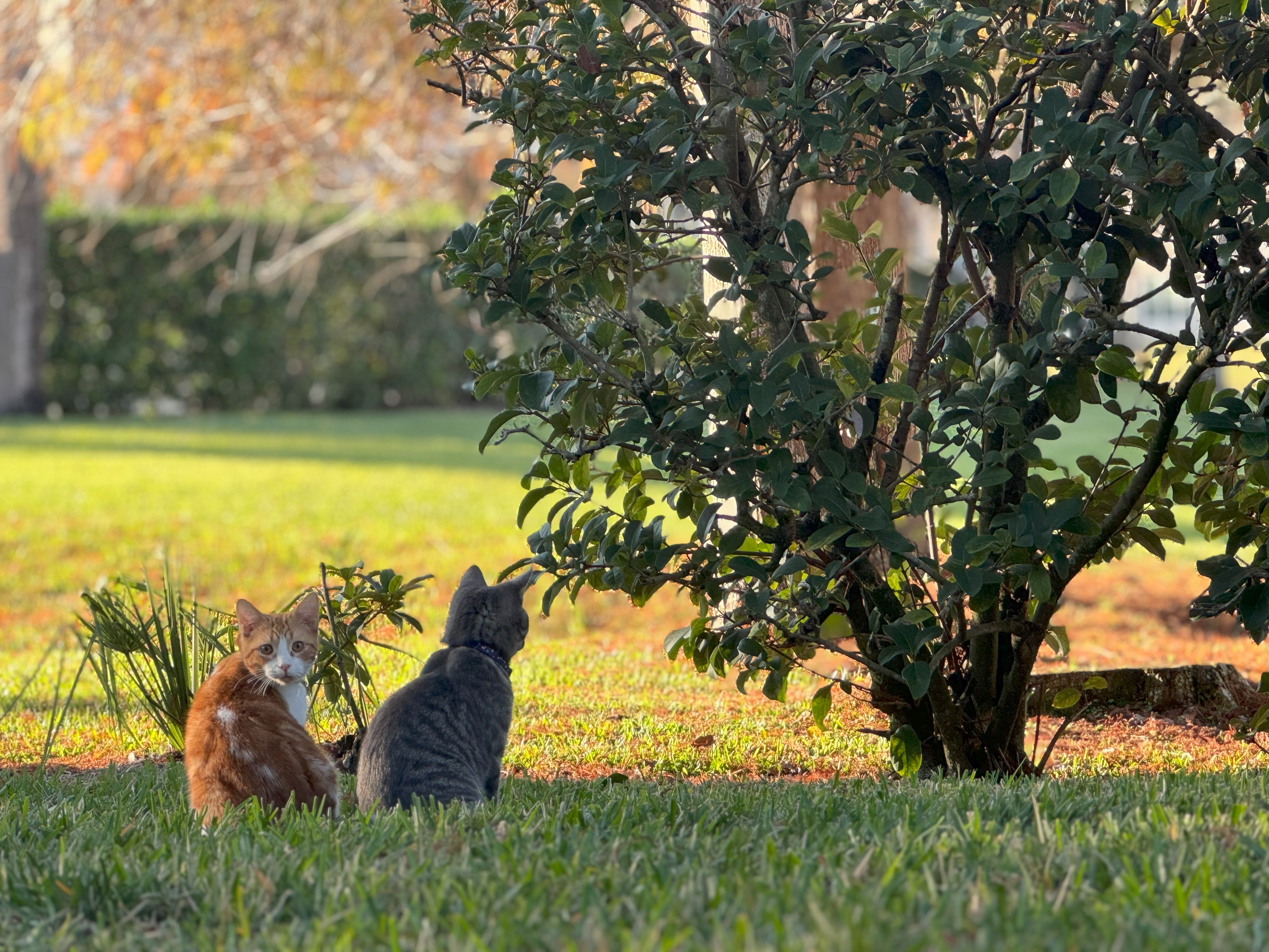 Avatar for Thomas Doherty