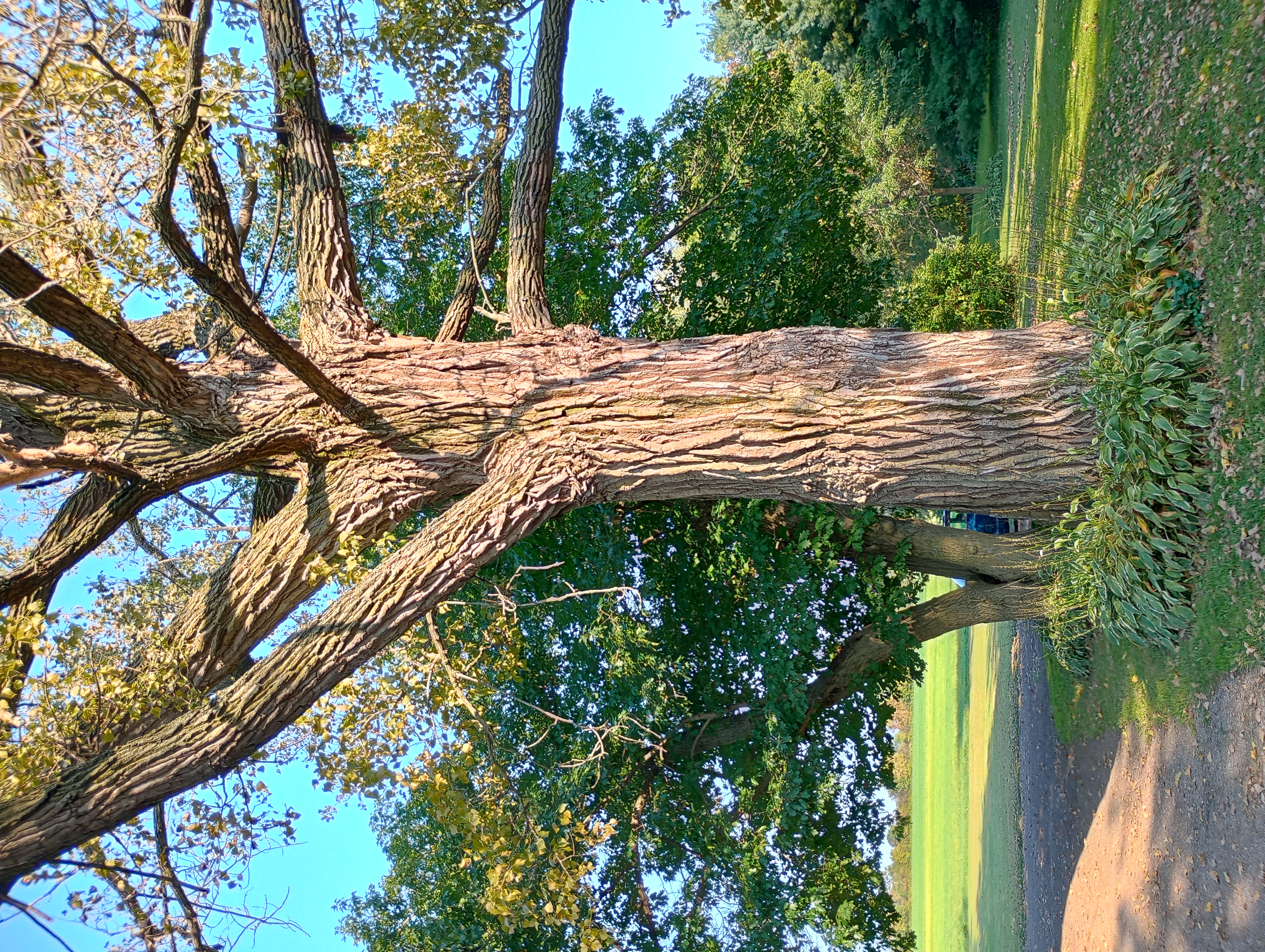 Tipin Trees logo