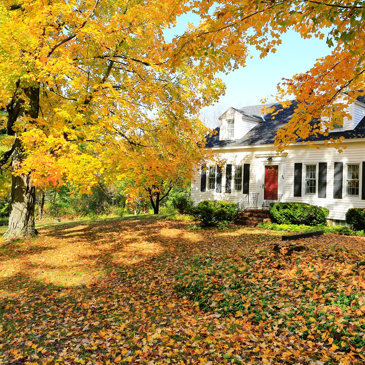 Avatar for M&S leaf cleaner