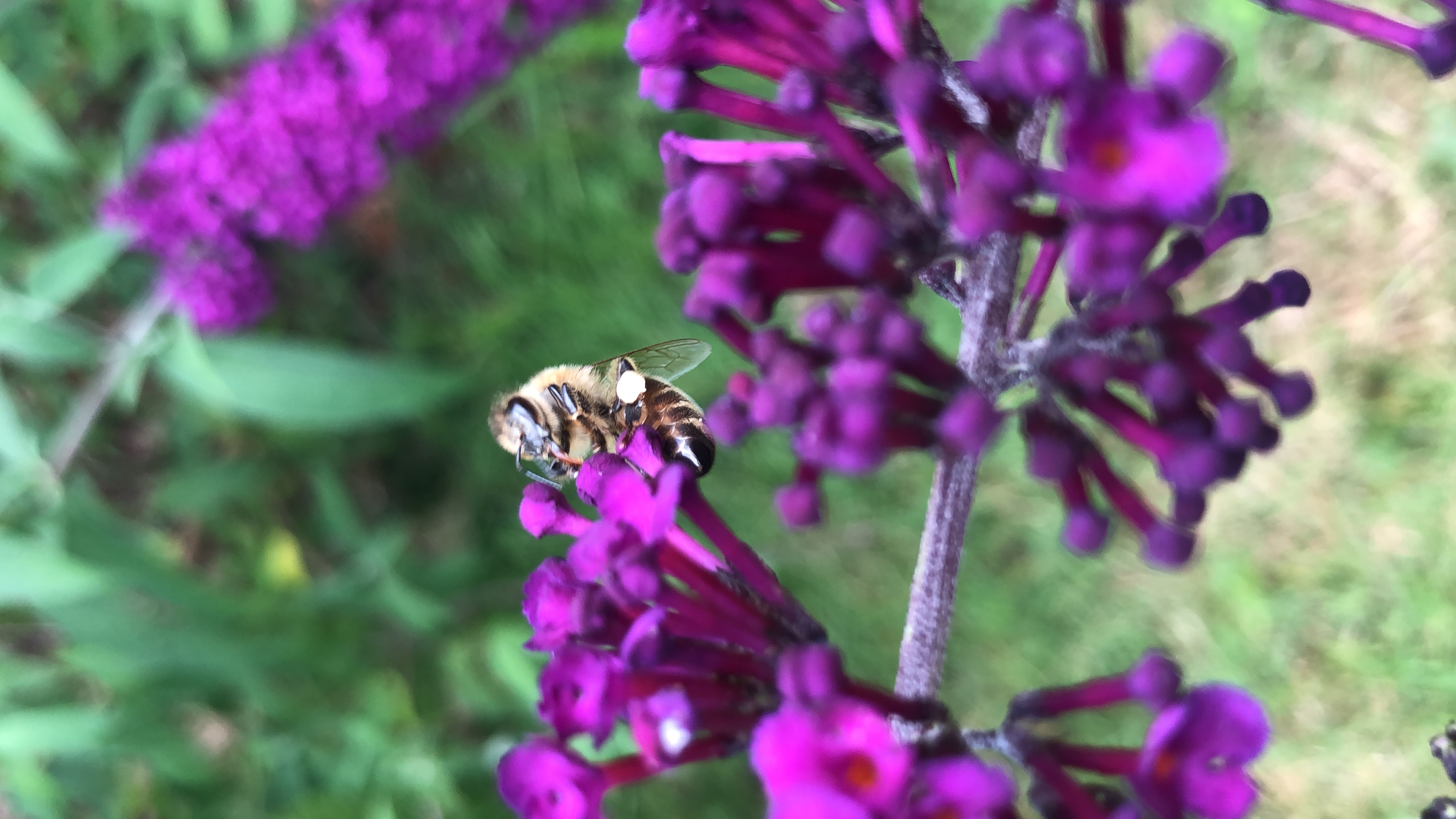 Common Ami Apiary logo