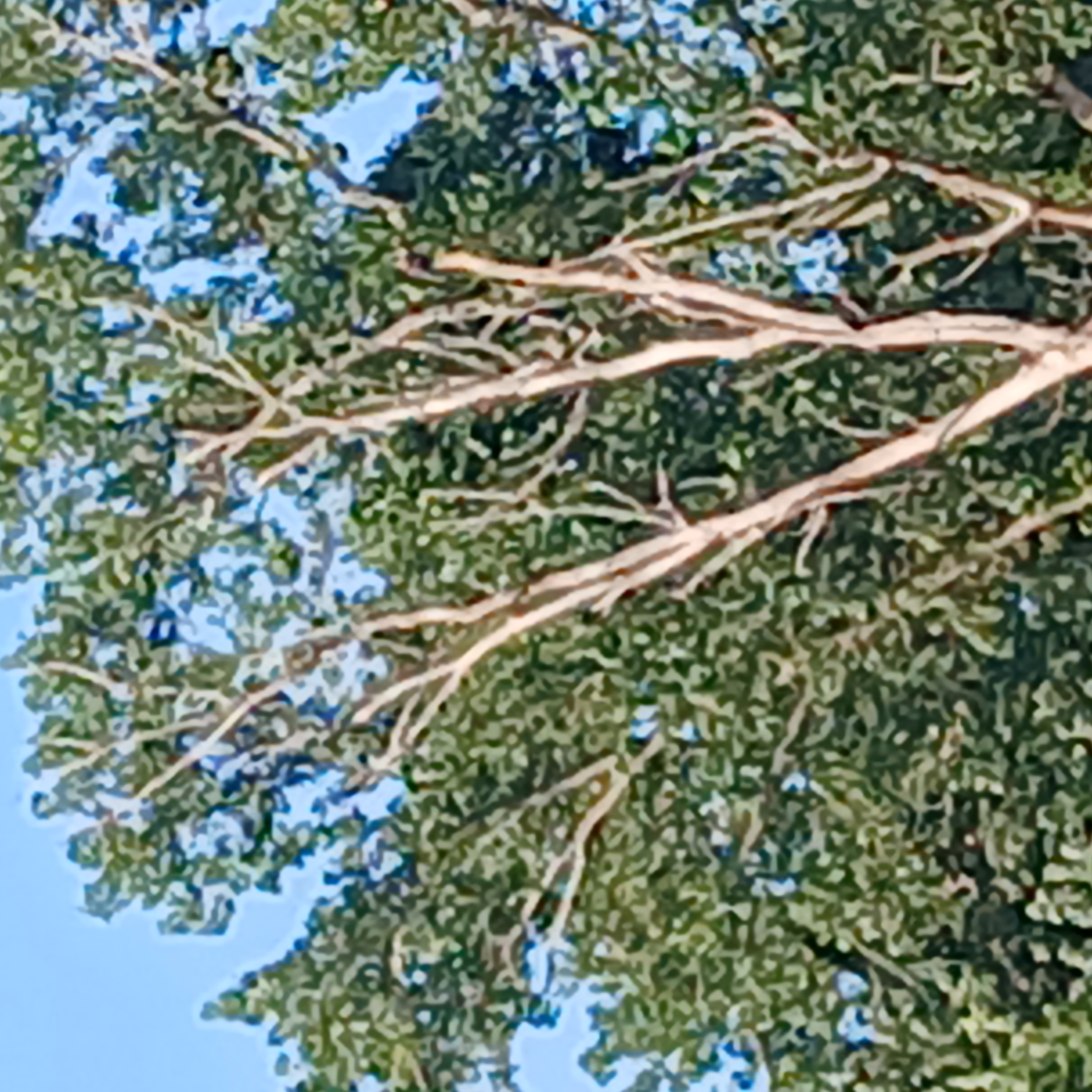 Graham tree removal logo