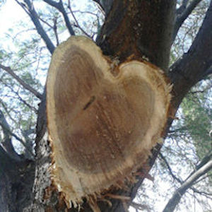 Pro Tree Care logo
