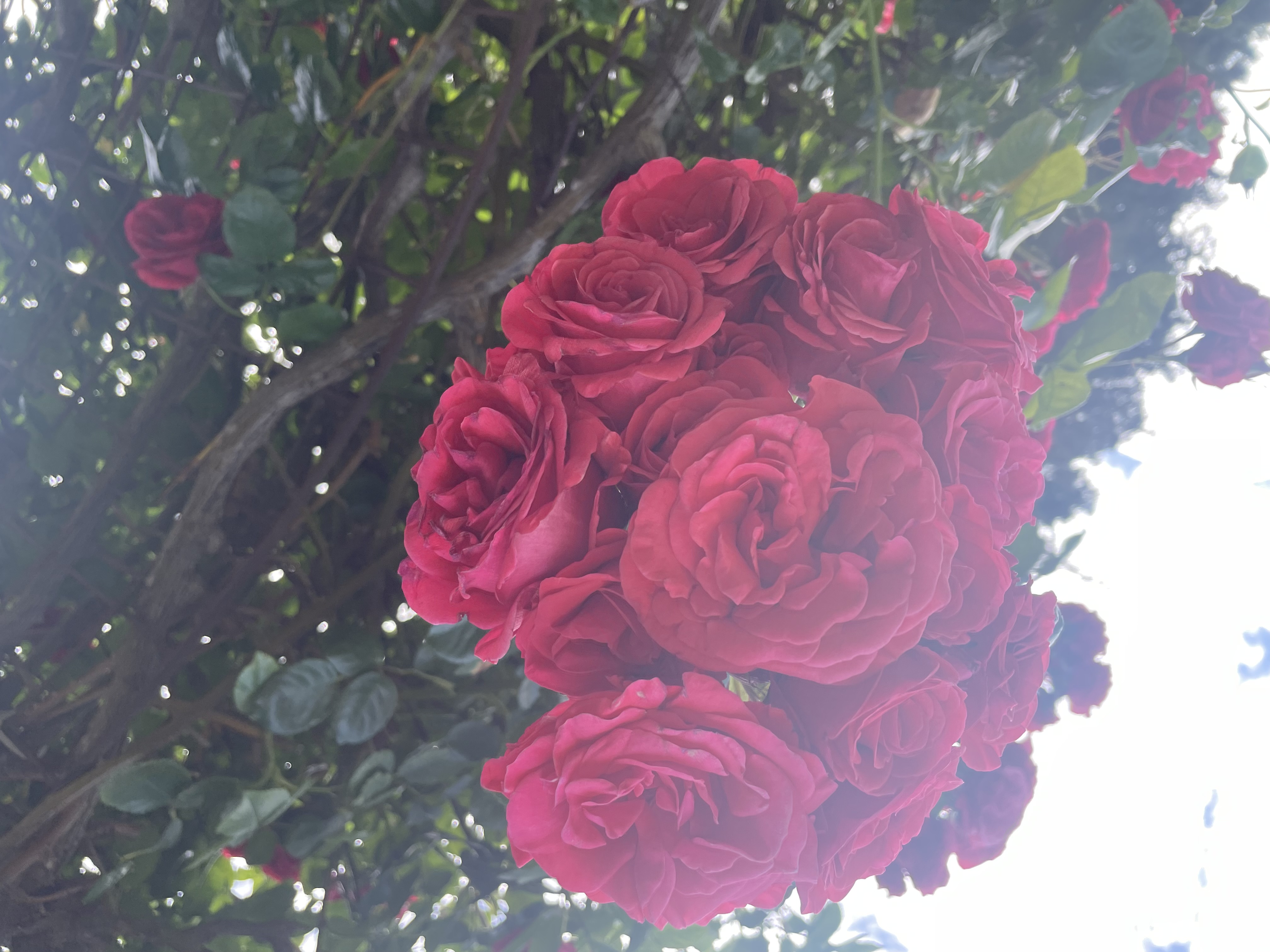 Avatar for Yard Genius