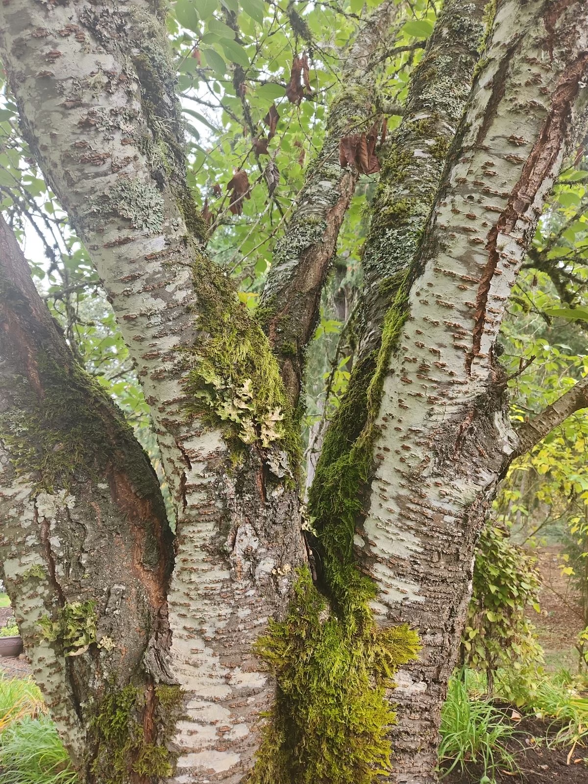 BE Trees logo
