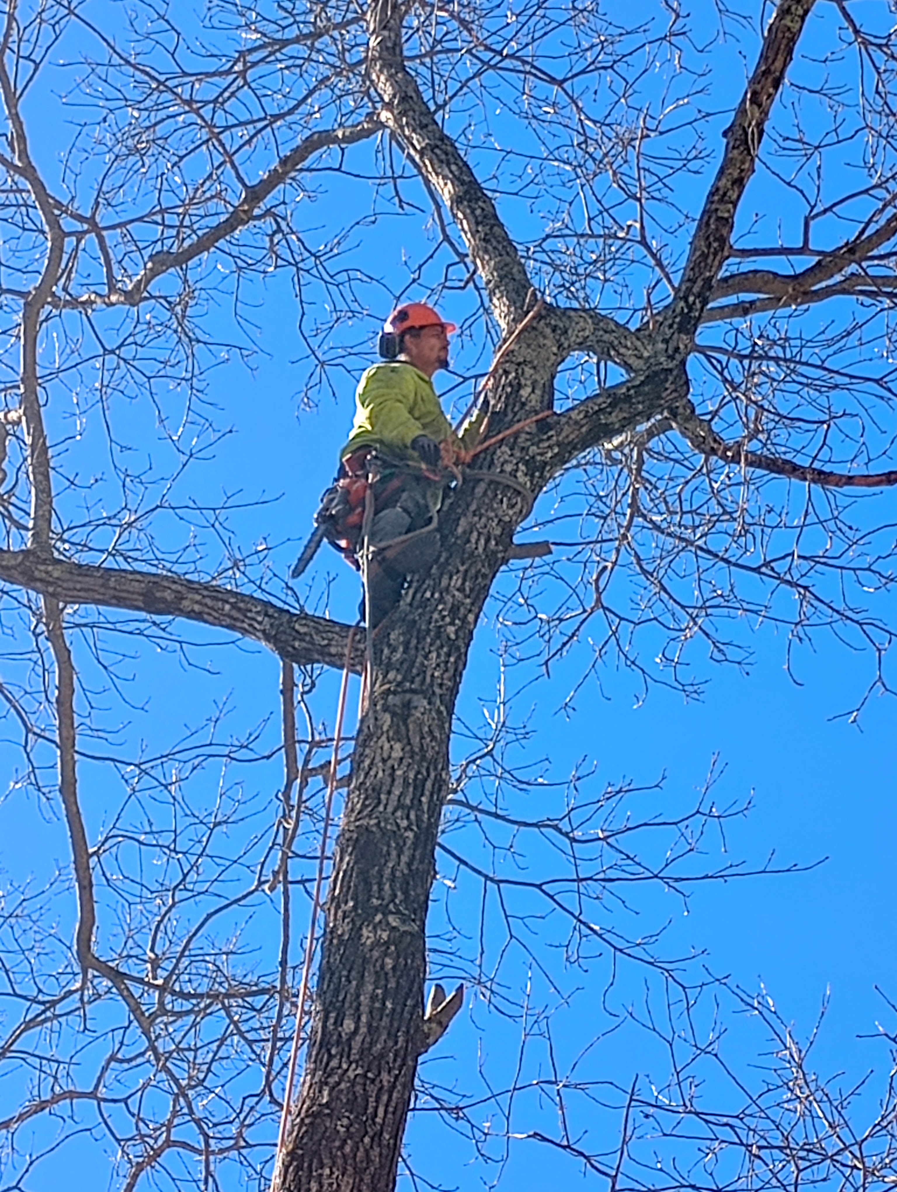 A&D tree service logo