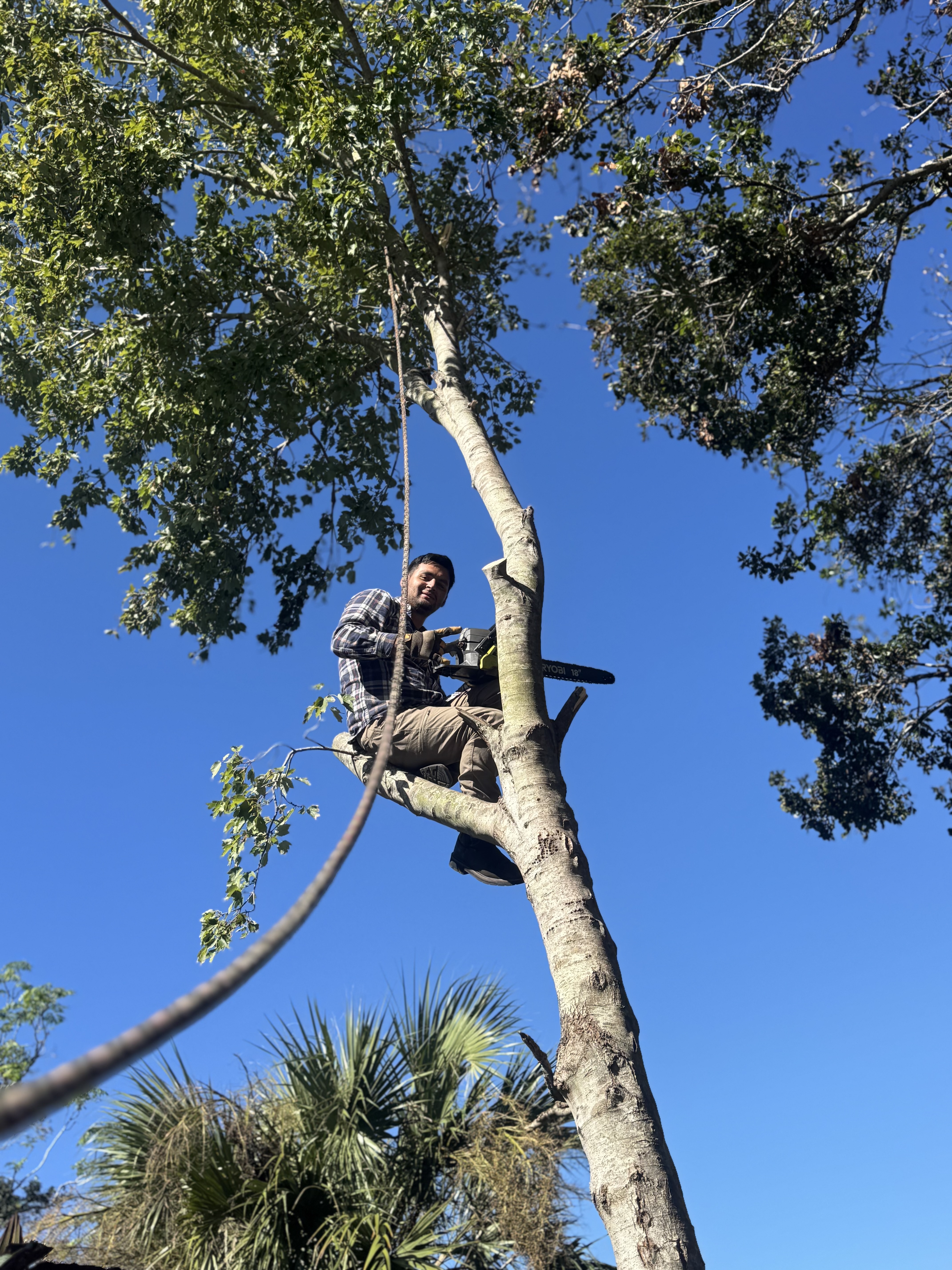 Lee’s tree service logo