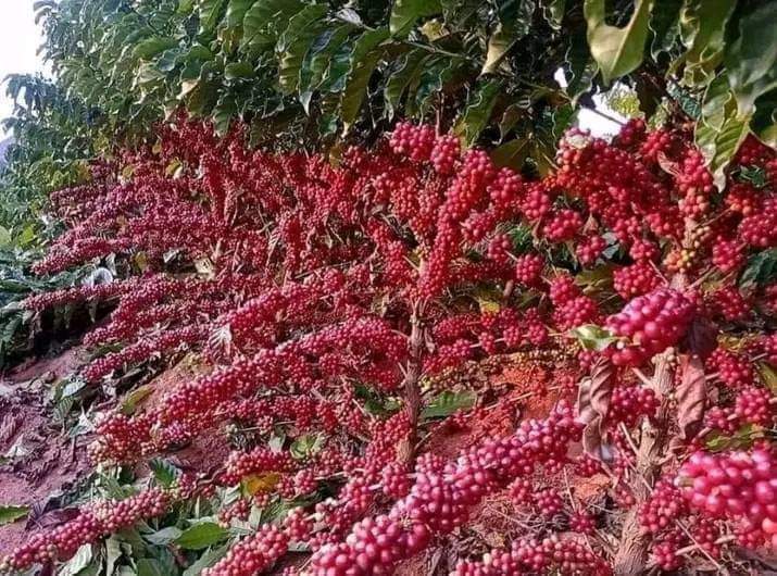 Avatar for Escobar landscaping