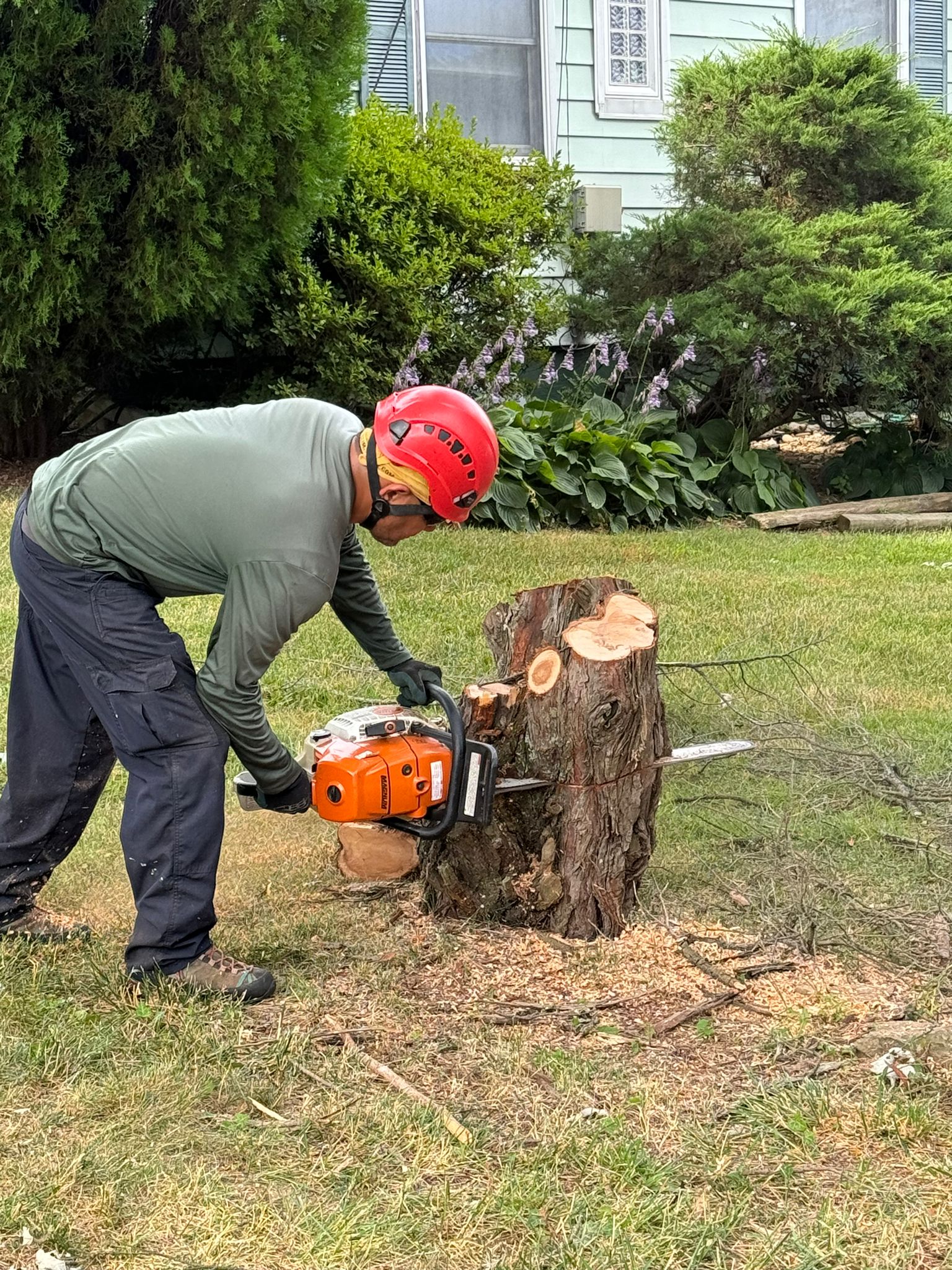 Tito tree service logo